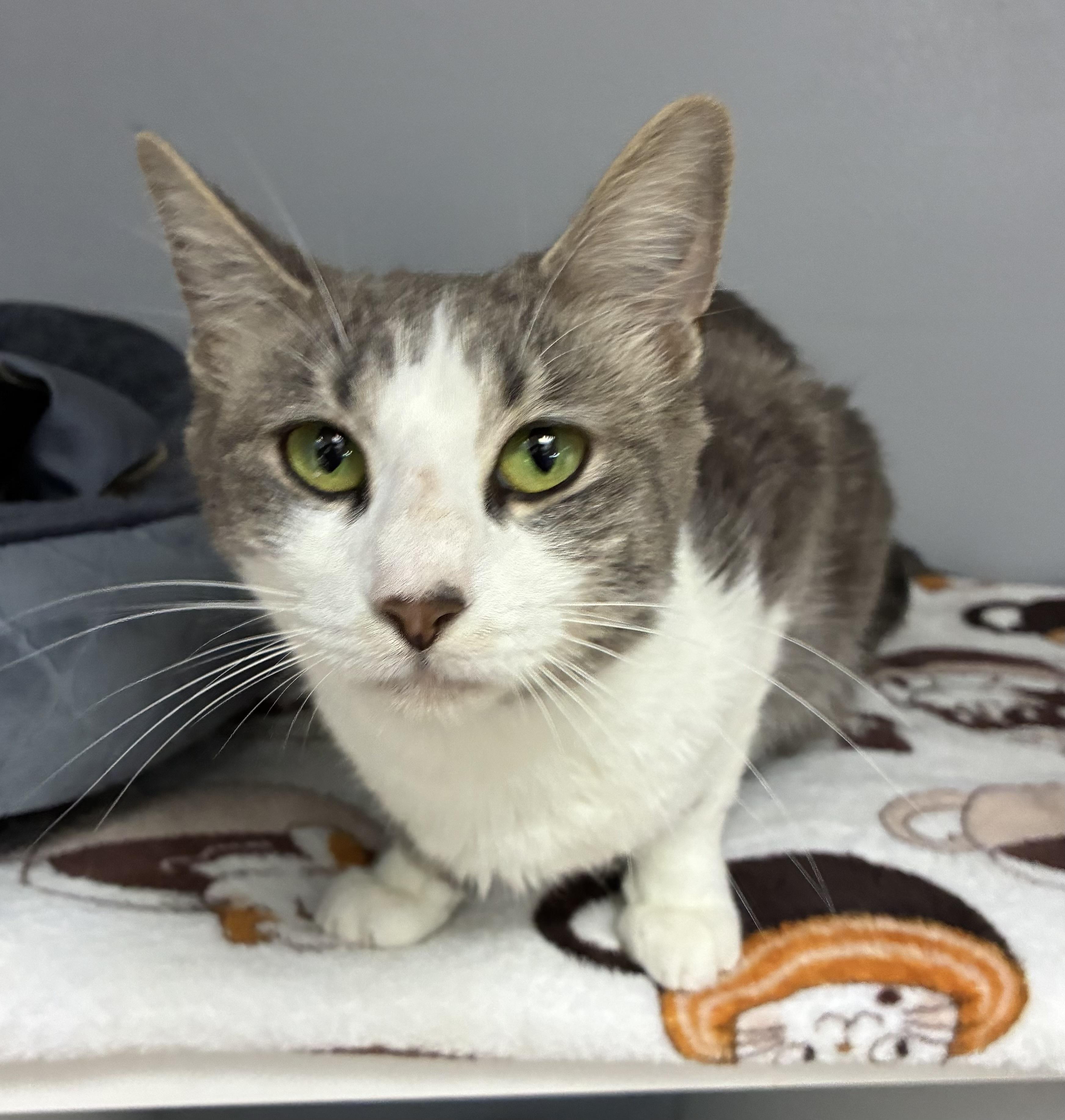 Sprinkles, a ADOPTABLE Domestic Short Hair in Breinigsville, PA image 1/2