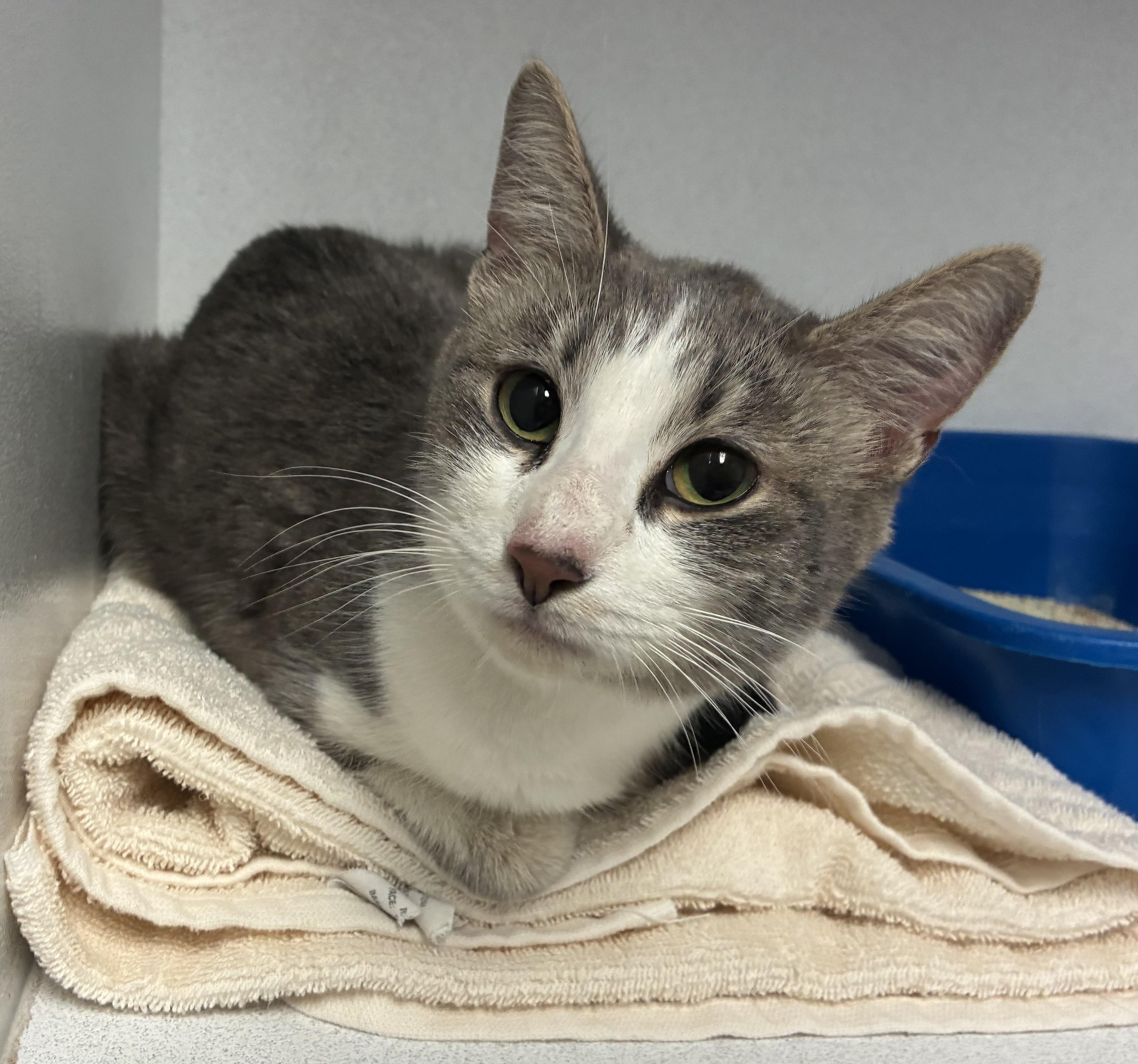 Enlarge Sprinkles, a ADOPTABLE Domestic Short Hair in Breinigsville, PA image 1/1