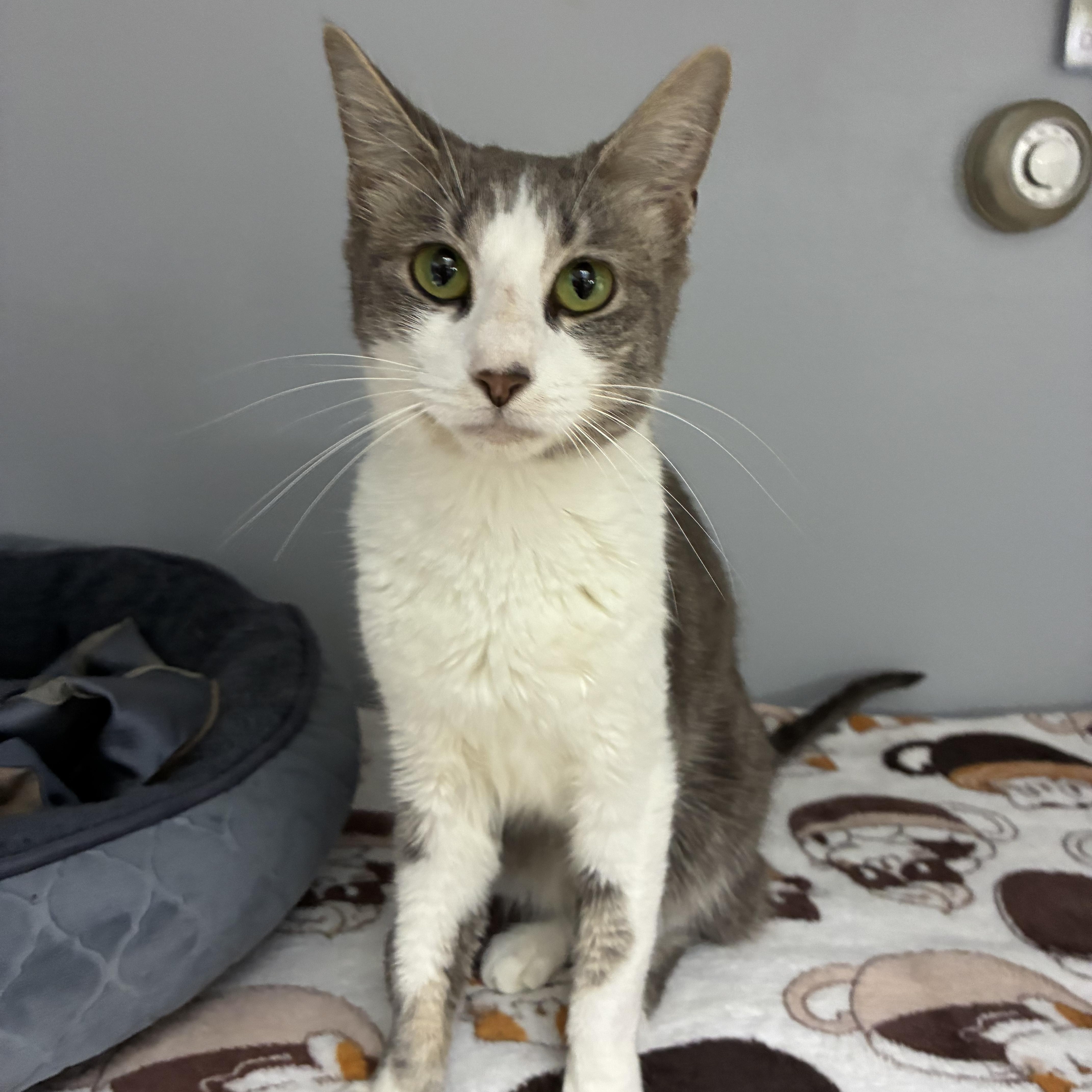Sprinkles, a ADOPTABLE Domestic Short Hair in Breinigsville, PA image 2/2