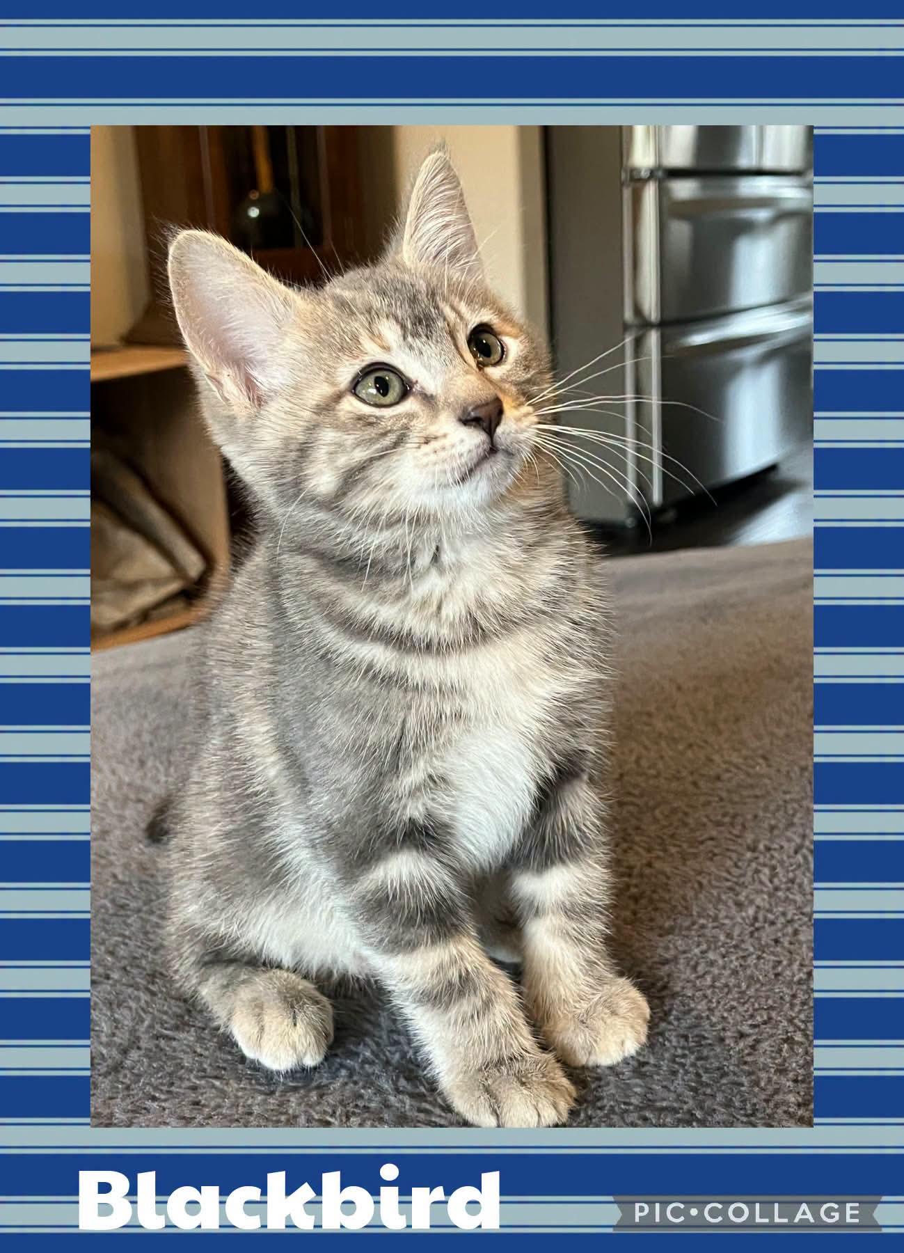Blackbird, Adopted, Kitten Female Domestic Short Hair.