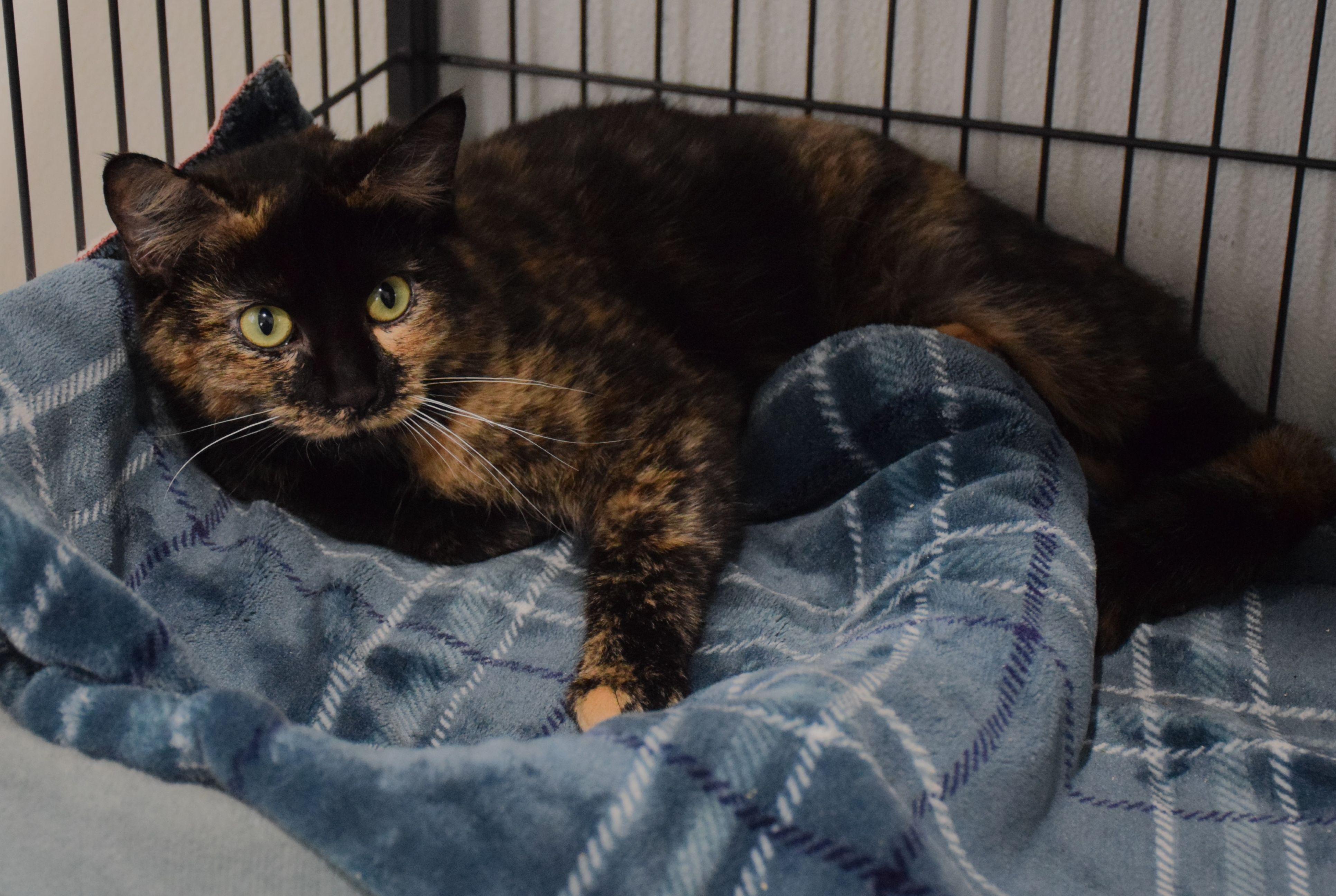 Enlarge Kylie, a ADOPTABLE Tortoiseshell in Claresholm, AB image 1/1
