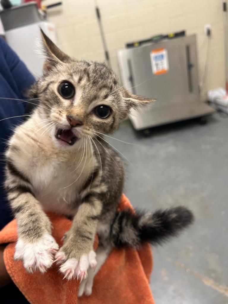 2026-09-032, Adoptable, Kitten Female Domestic Short Hair.