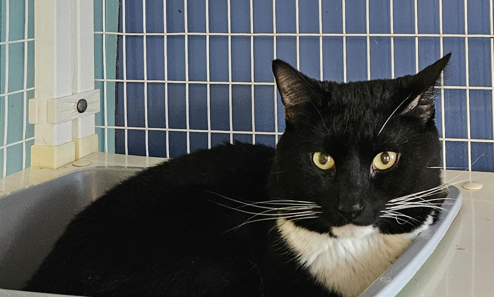 MilkBone, Adoptable, Adult Male Domestic Medium Hair.