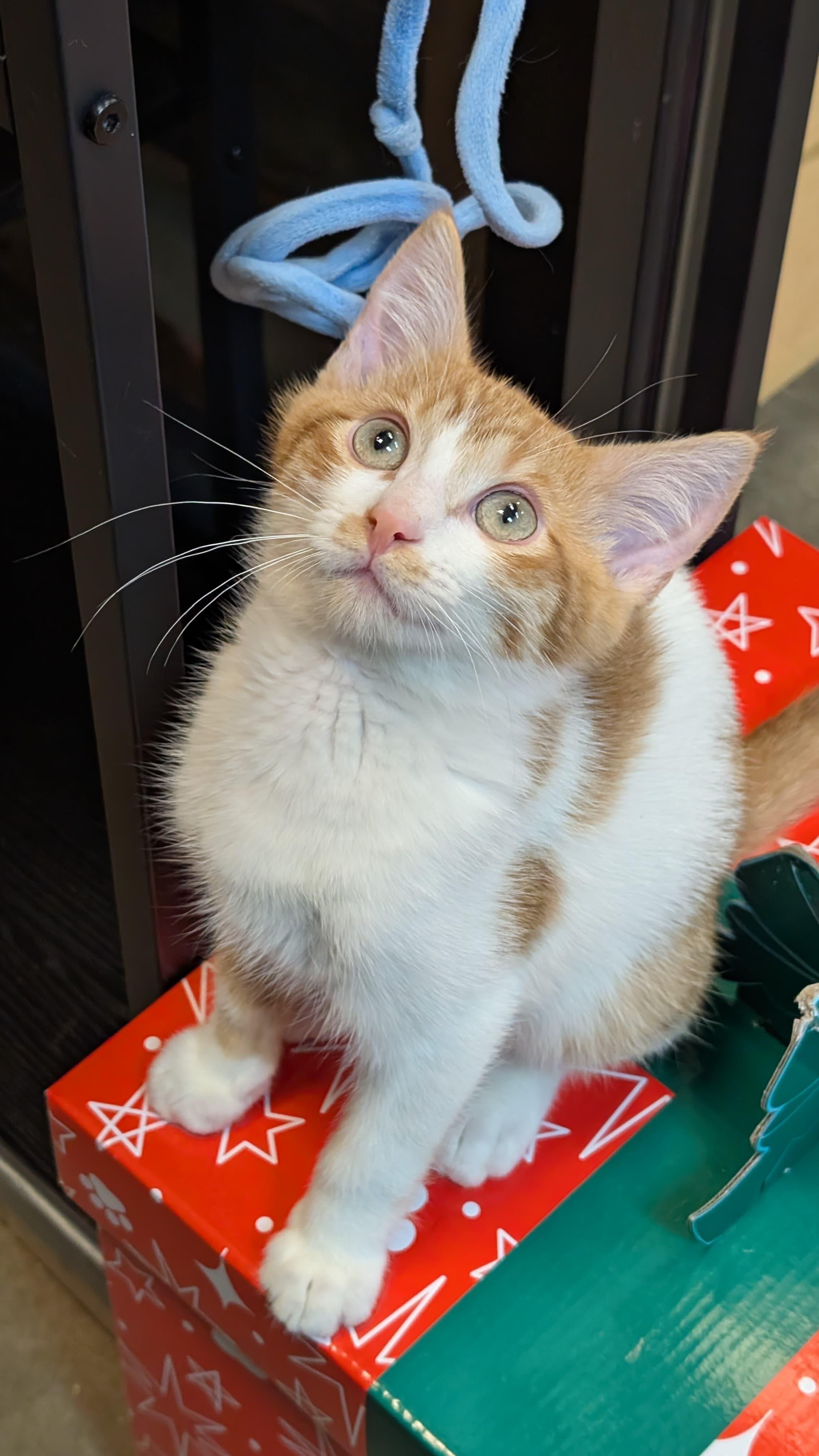 Enlarge Milo, a ADOPTABLE Tabby in Woodinville, WA image 1/5