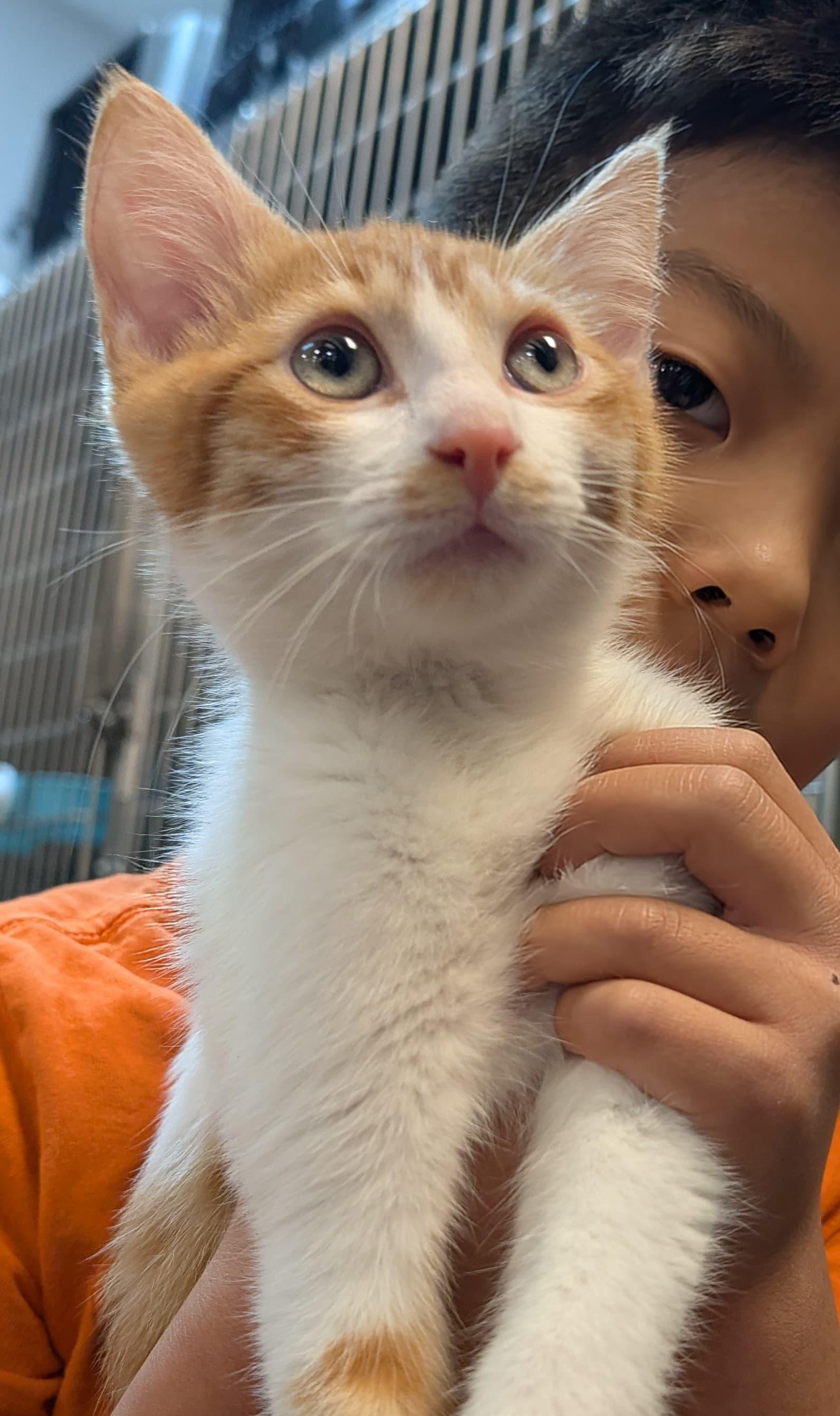 Enlarge Milo, a ADOPTABLE Tabby in Woodinville, WA image 2/5