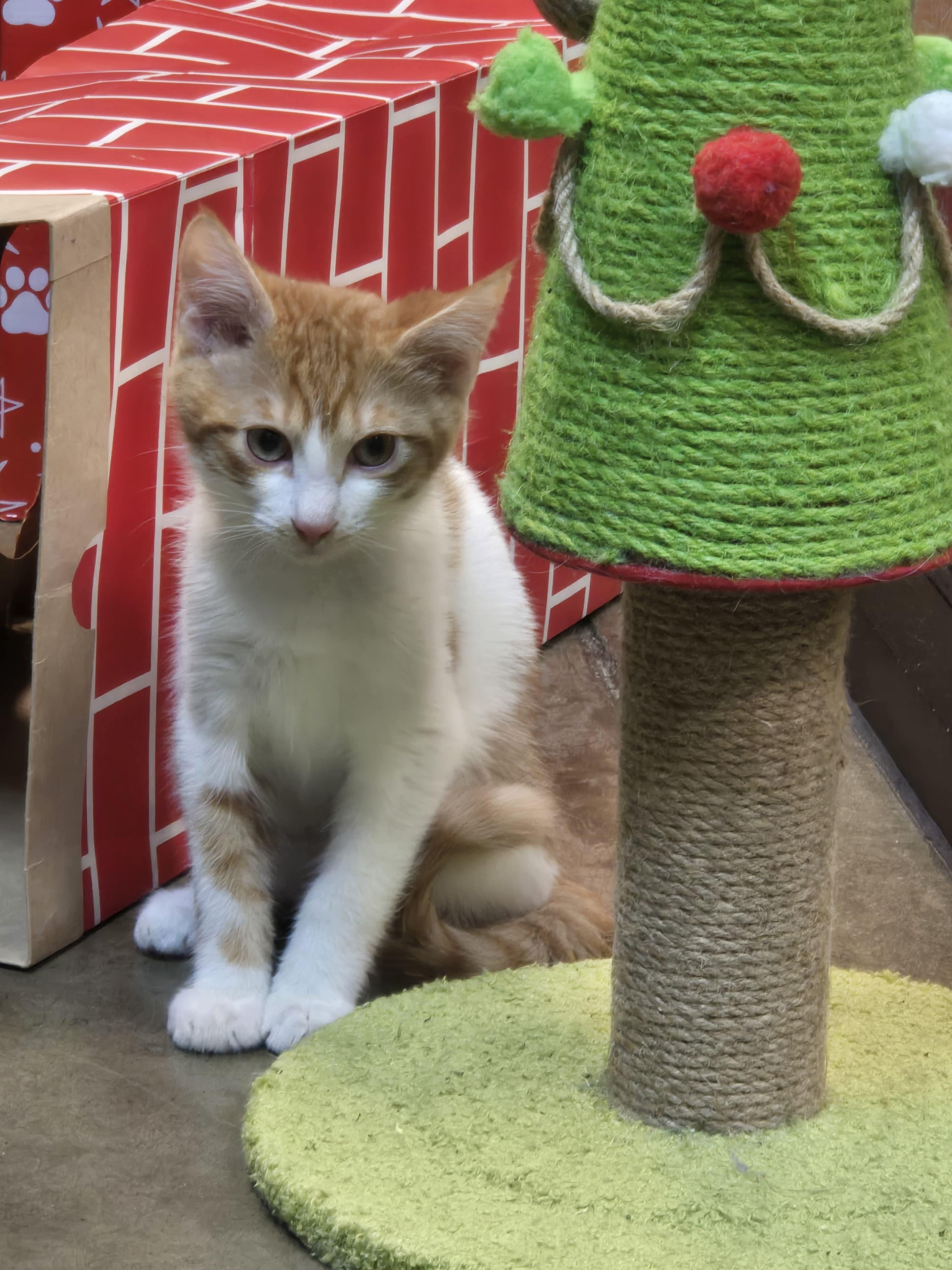 Enlarge Milo, a ADOPTABLE Tabby in Woodinville, WA image 3/5