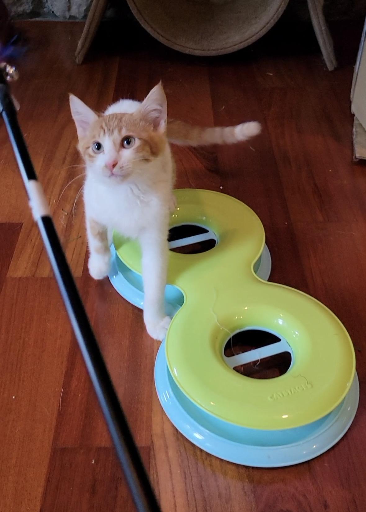 Enlarge Milo, a ADOPTABLE Tabby in Woodinville, WA image 5/5