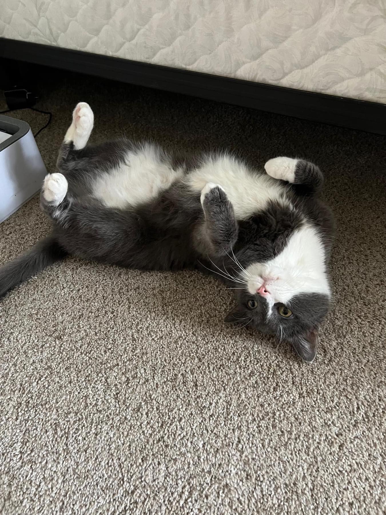 Tormund ~Courtesy Post~