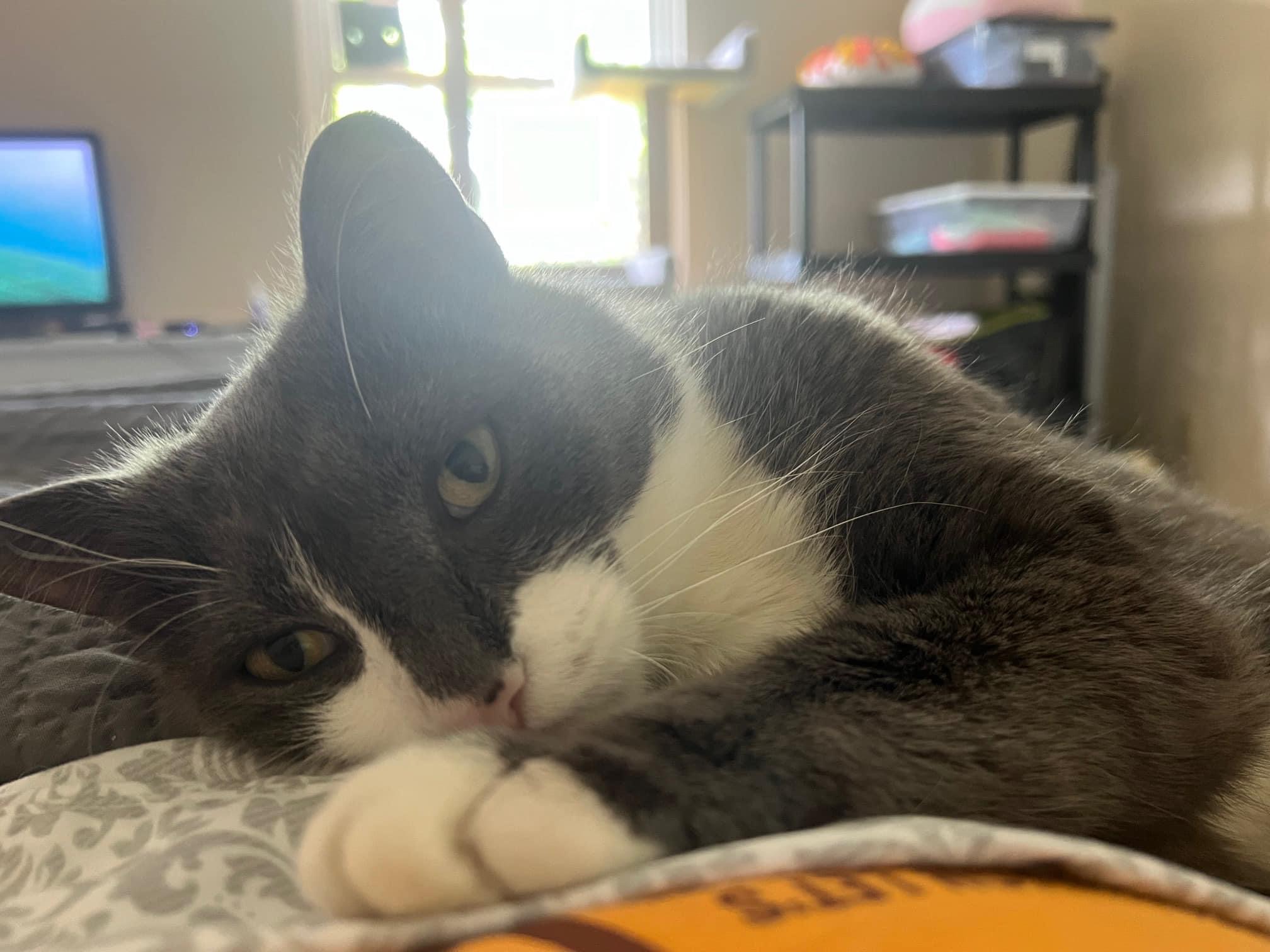 Tormund ~Courtesy Post~