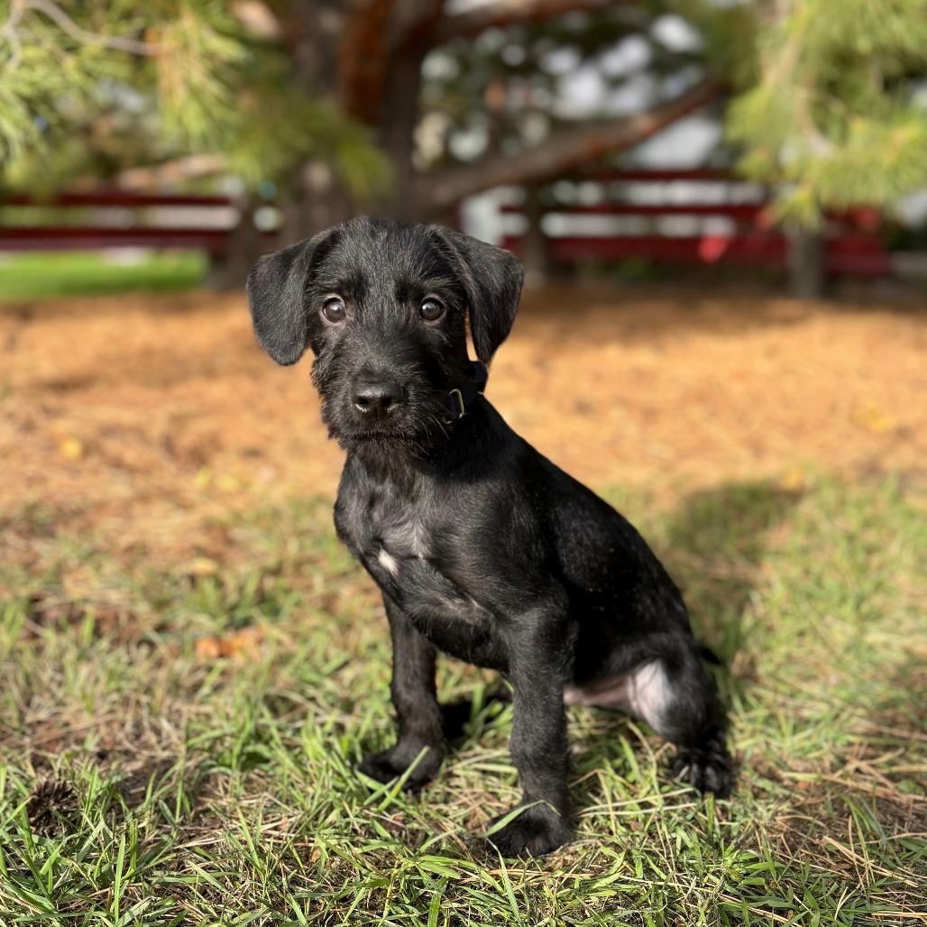 Enlarge Laszlo--In Foster***ADOPTION PENDING***, a Adoptable Mixed Breed in Fargo, ND image 1/1