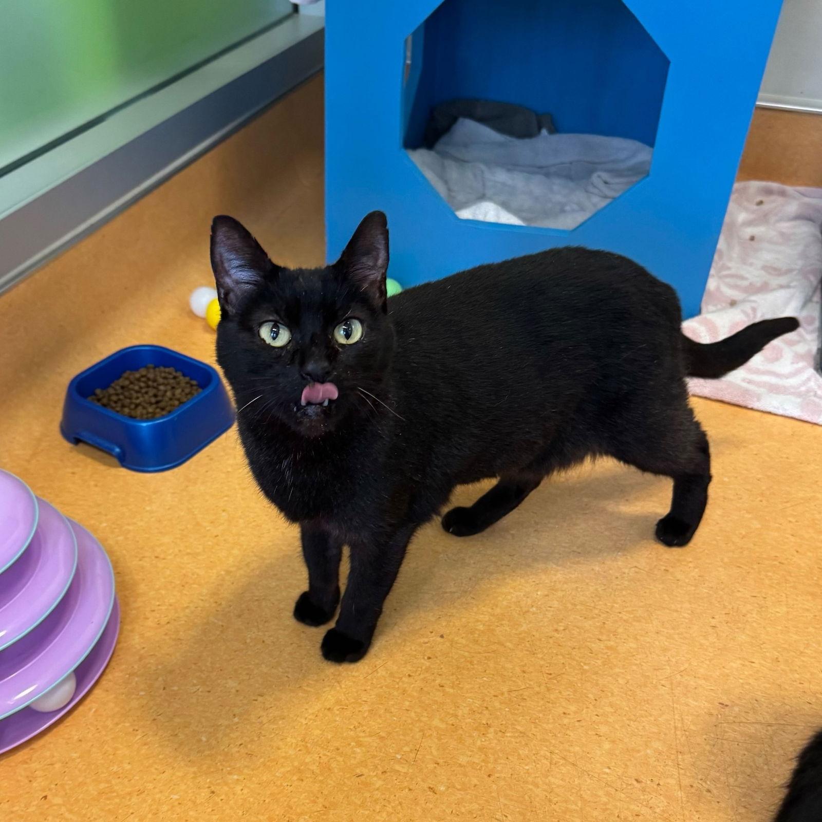 Enlarge Abraham & Chris, a Adoptable Domestic Short Hair in Burlingame, CA image 1/3