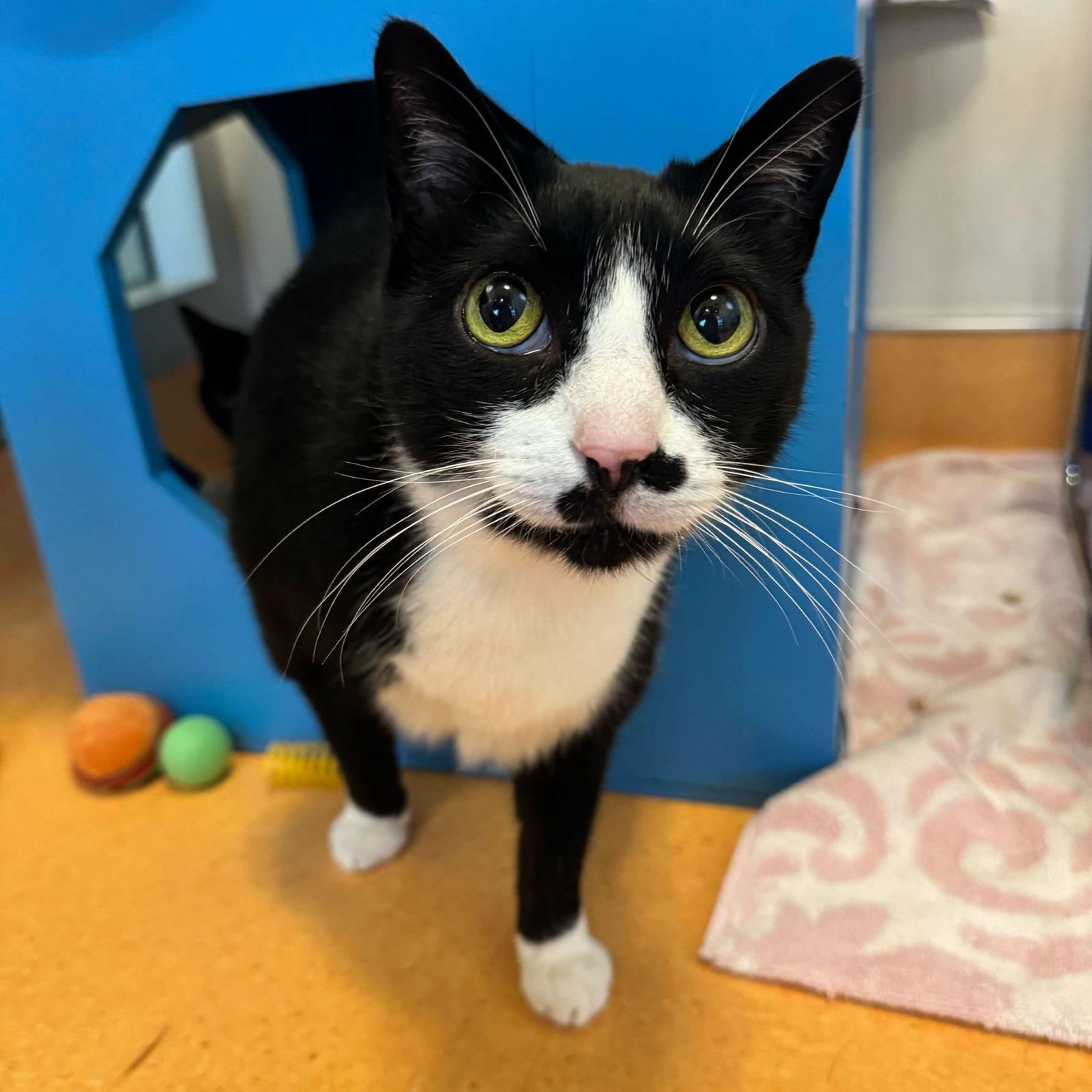 Enlarge Abraham & Chris, a Adoptable Domestic Short Hair in Burlingame, CA image 2/3