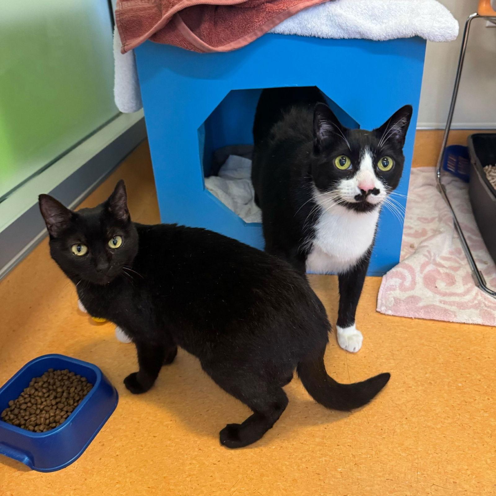 Enlarge Abraham & Chris, a Adoptable Domestic Short Hair in Burlingame, CA image 3/3