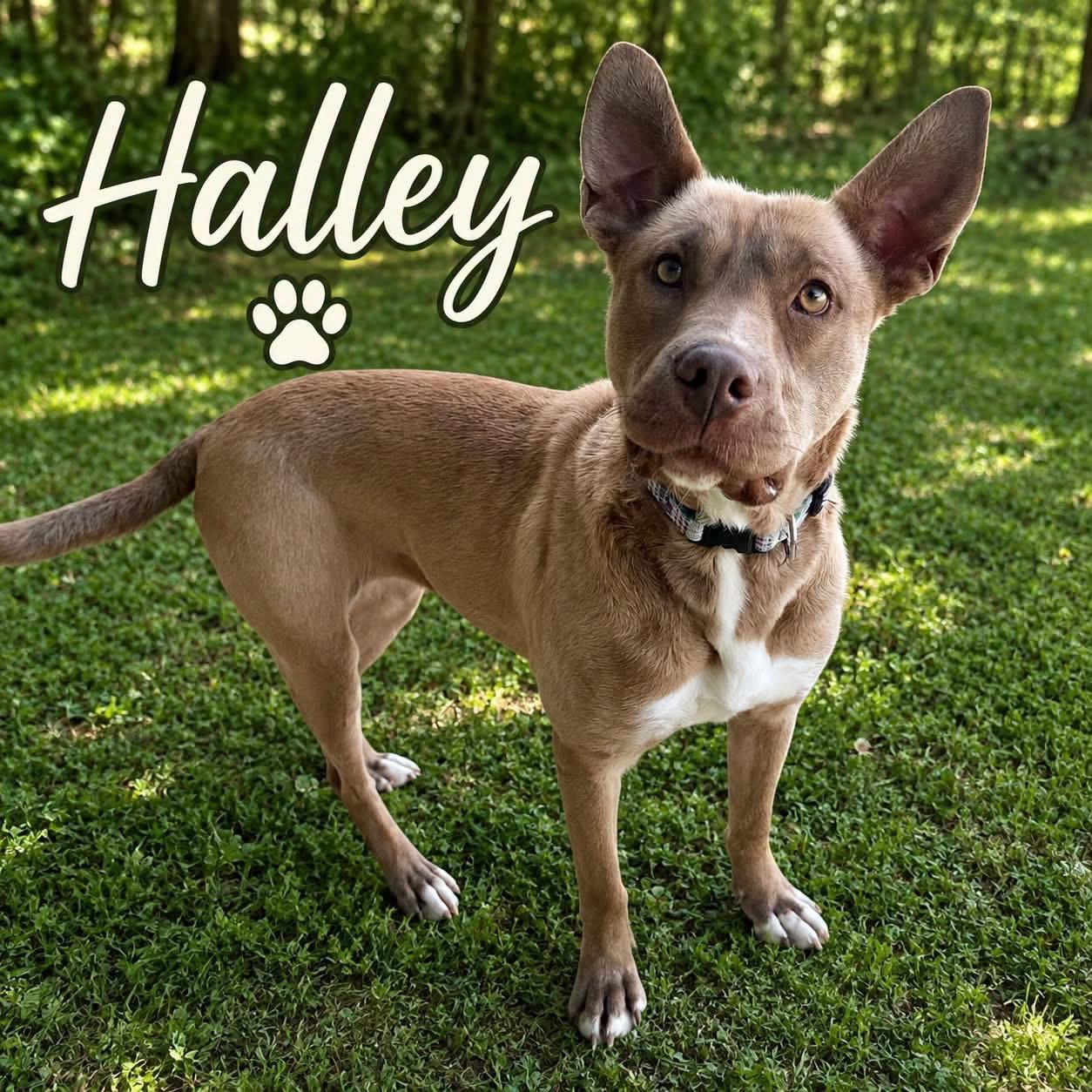 Halley, Adoptable, Adult Female Labrador Retriever & Shepherd.
