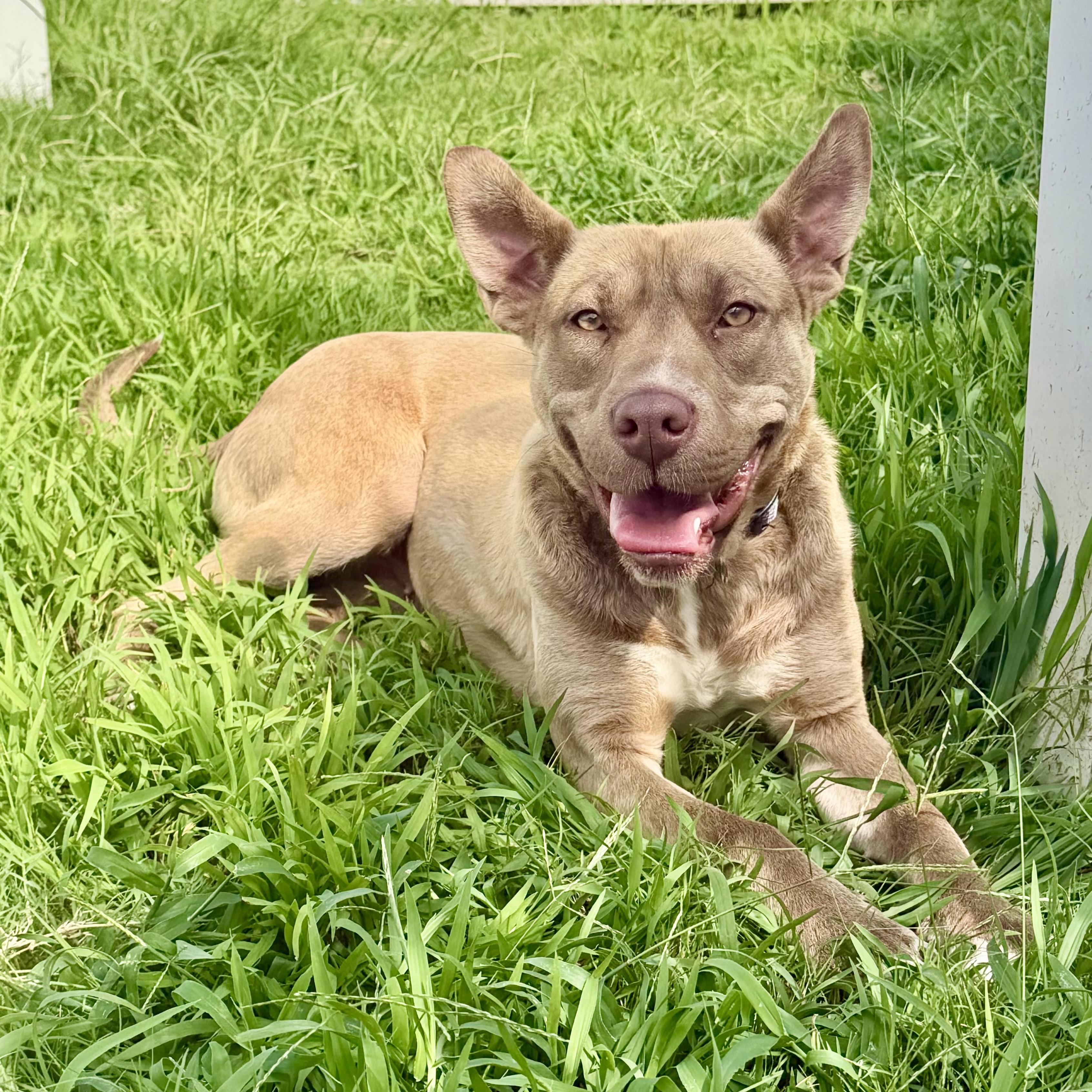Enlarge Hailey, a Adoptable mixed breed in Paramus, NJ image 2/6