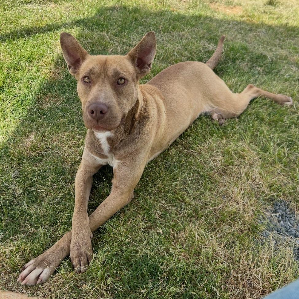 Hailey, Adoptable, Adult Female Labrador Retriever & Shepherd.