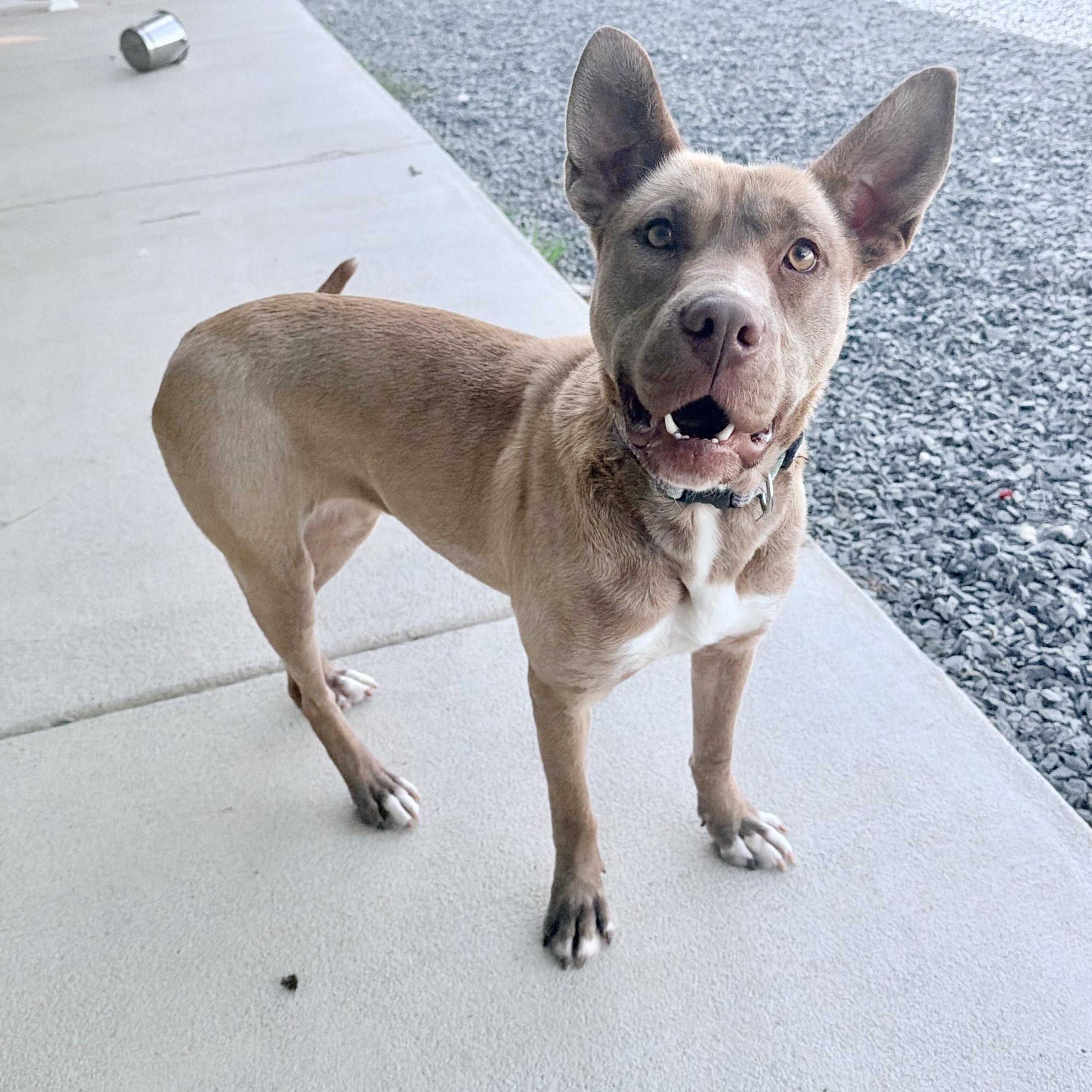 Enlarge Hailey, a Adoptable mixed breed in Paramus, NJ image 5/6
