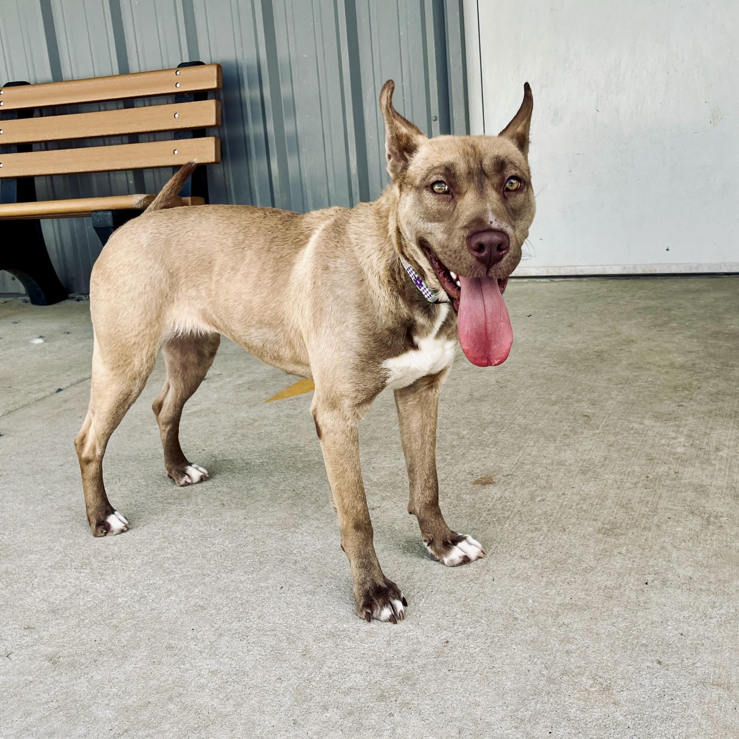 Enlarge Hailey, a Adoptable mixed breed in Paramus, NJ image 6/6