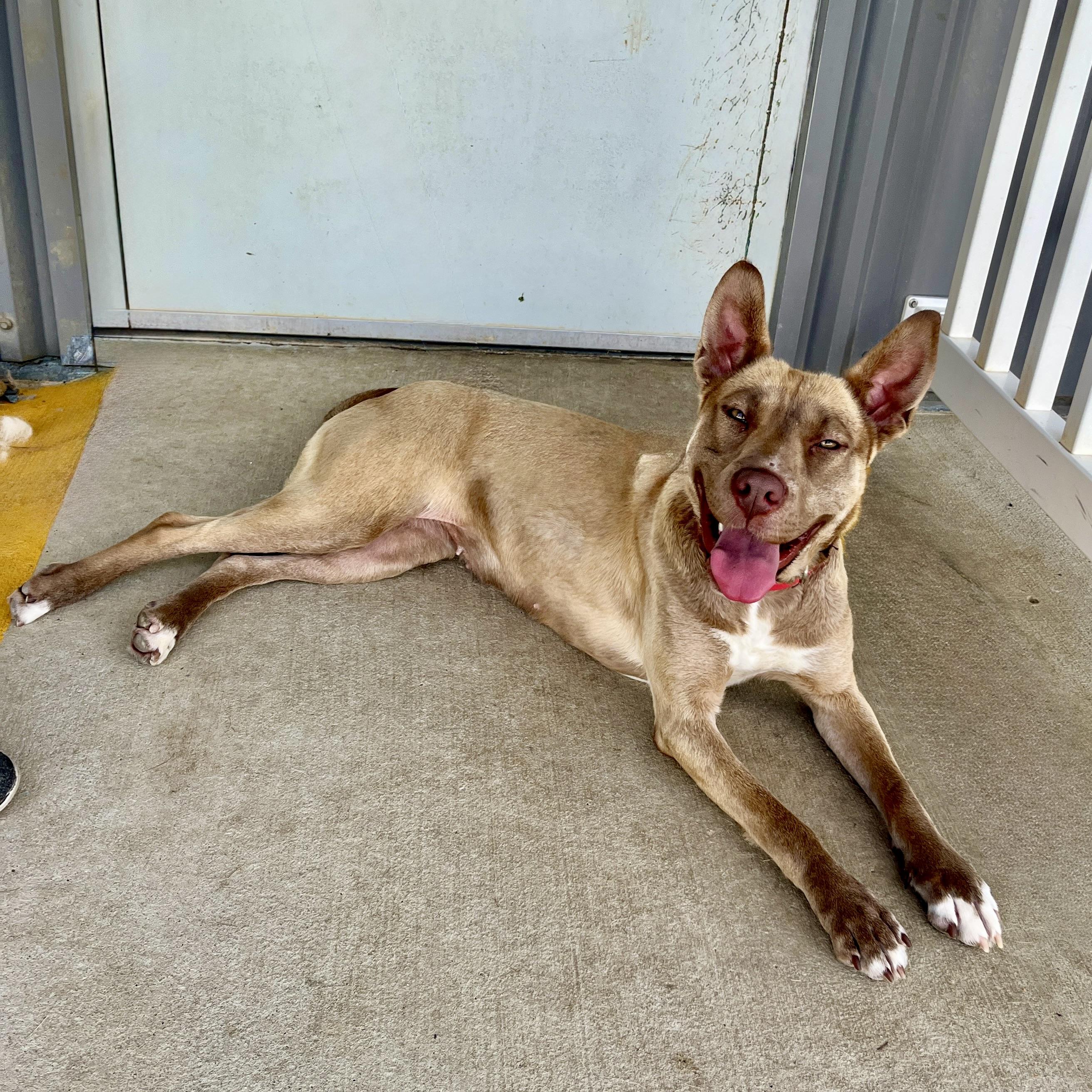 Enlarge Hailey, a Adoptable mixed breed in Paramus, NJ image 4/6