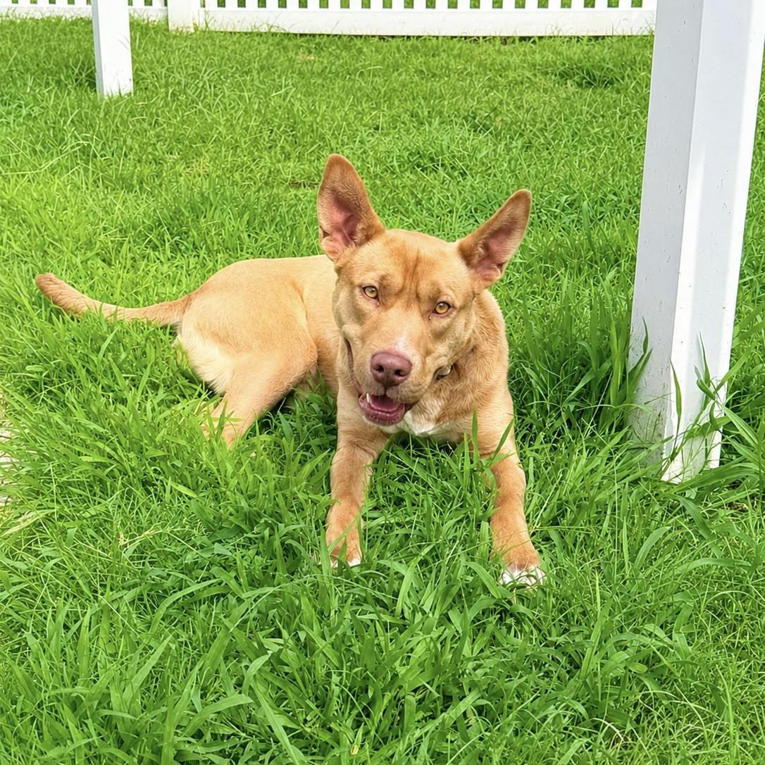 Enlarge Hailey, a Adoptable mixed breed in Paramus, NJ image 3/6
