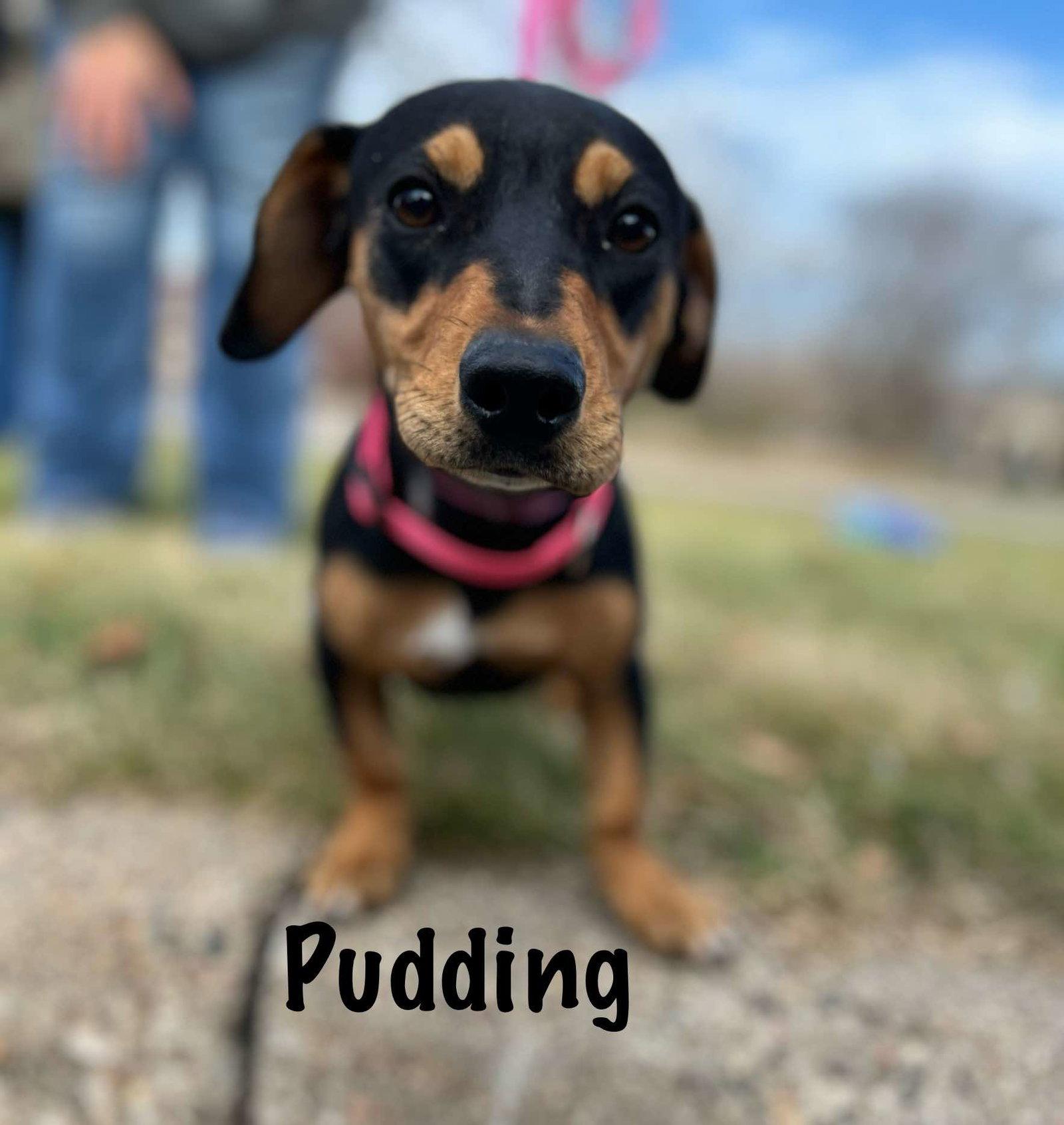 Enlarge Pudding, a Adopted mixed breed in Minneapolis, MN image 1/3