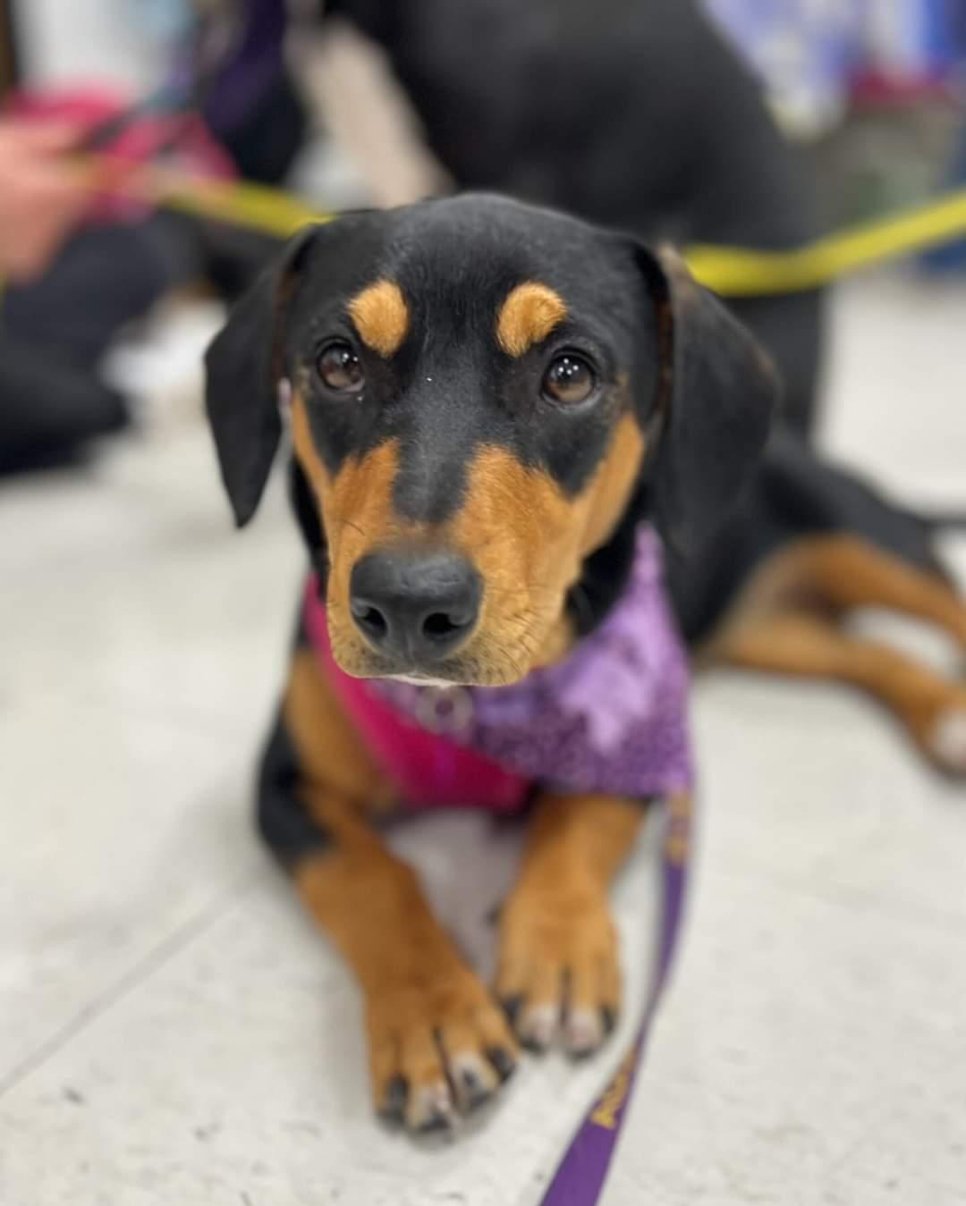 Enlarge Pudding, a Adopted mixed breed in Minneapolis, MN image 2/3