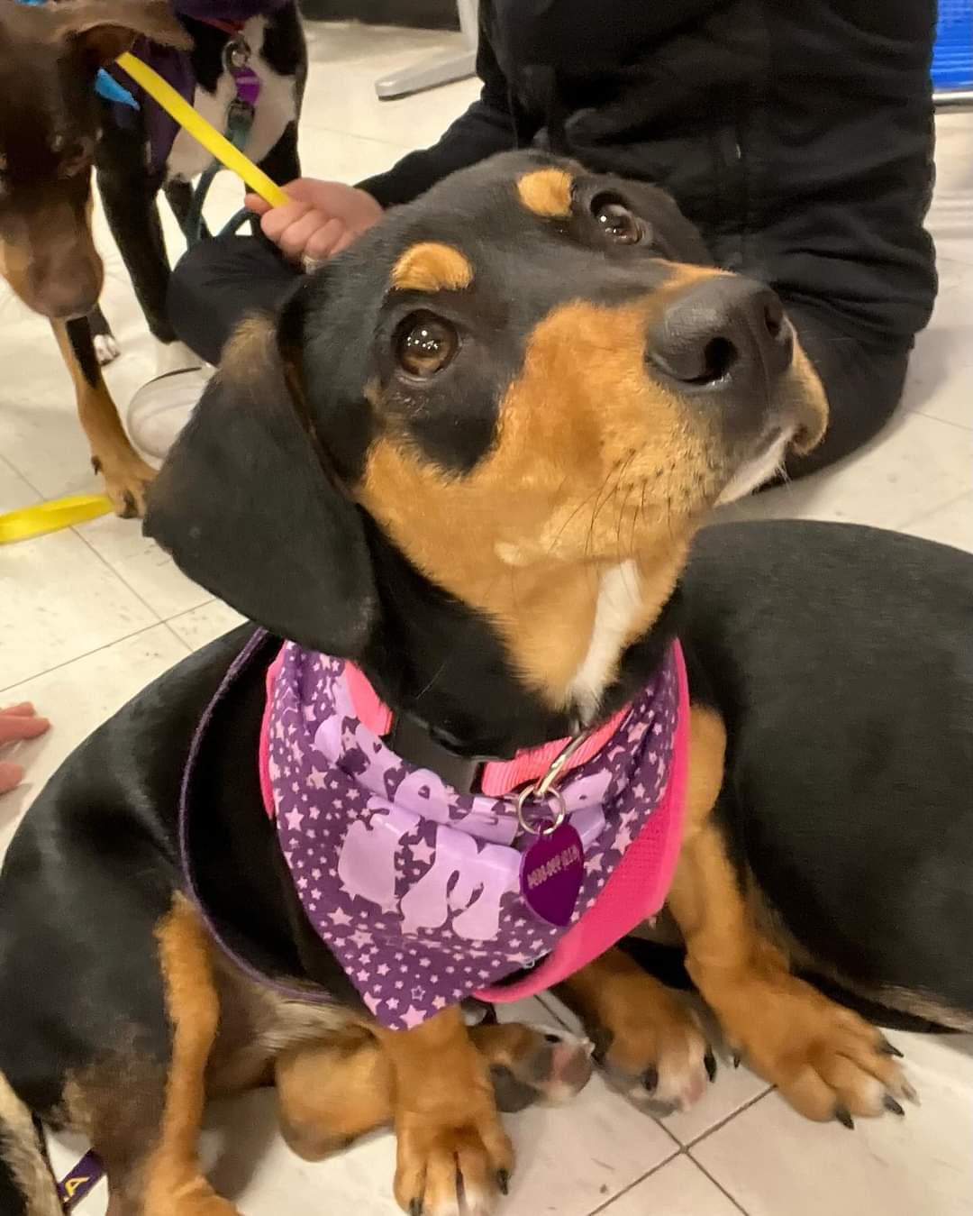 Enlarge Pudding, a Adopted mixed breed in Minneapolis, MN image 3/3