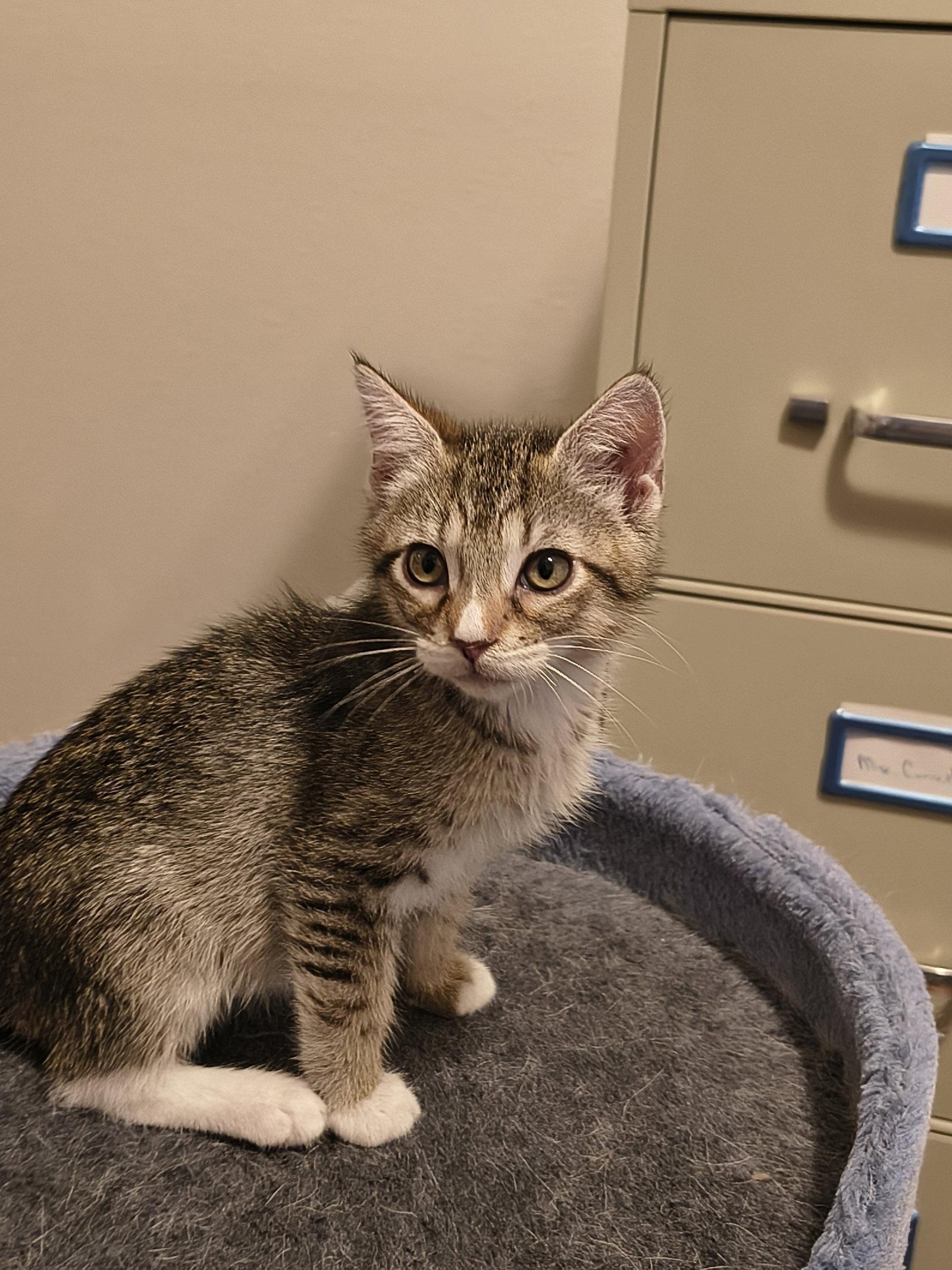 Louis XIV (0227) Adopted, Adopted, Kitten Male Tiger.