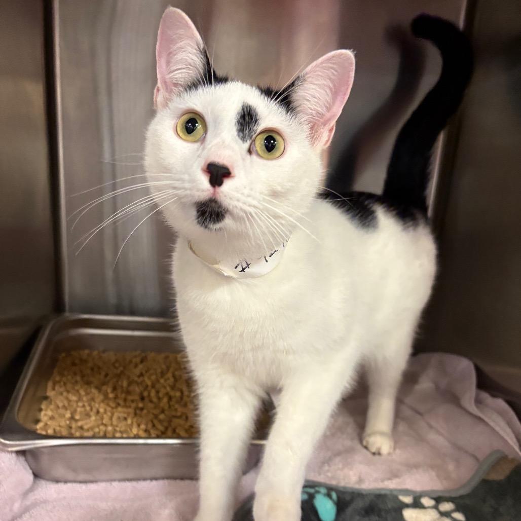 Igor — thumbnail 2