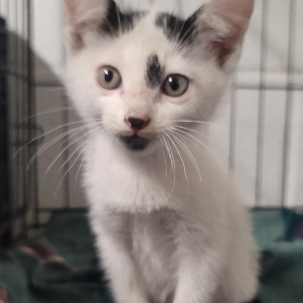 Igor — thumbnail 3