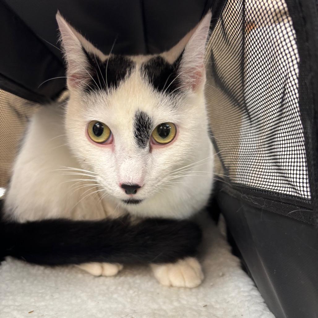 Igor — thumbnail 4