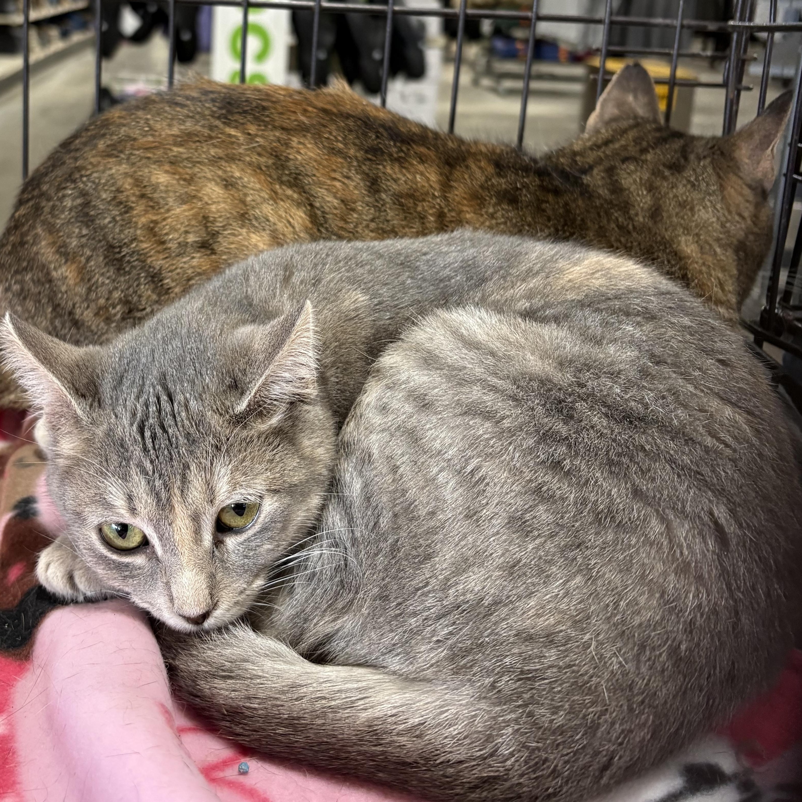 Enlarge Mini Me, a ADOPTABLE mixed breed in Coldwater, MI image 2/2