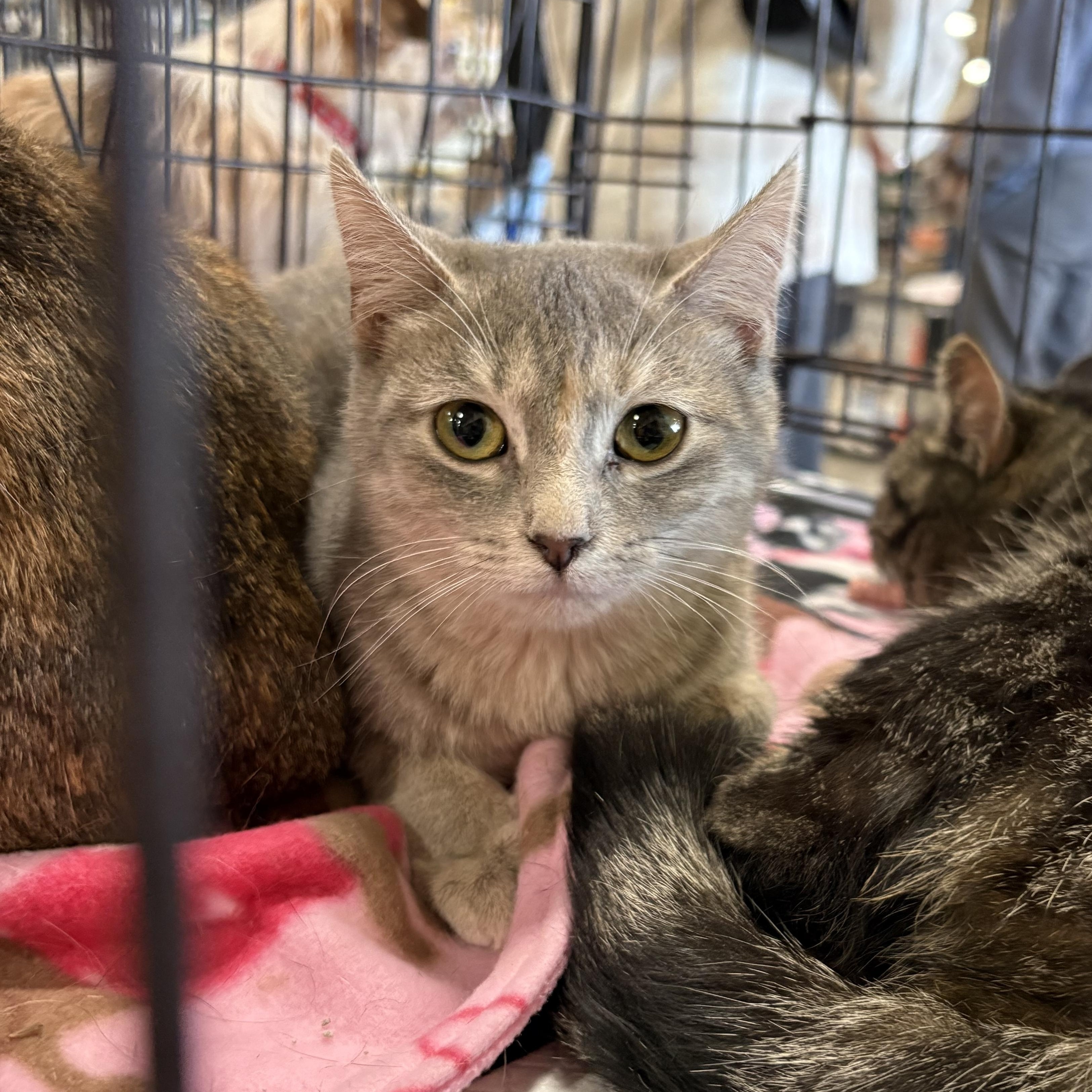 Enlarge Mini Me, a ADOPTABLE mixed breed in Coldwater, MI image 1/2