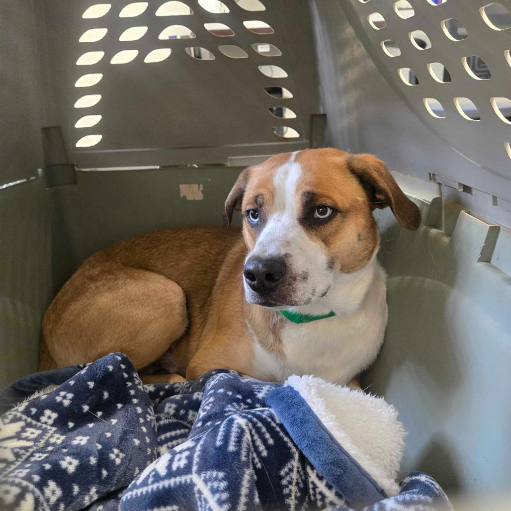 Bolt, Adoptable, Adult Male Australian Shepherd & Labrador Retriever.