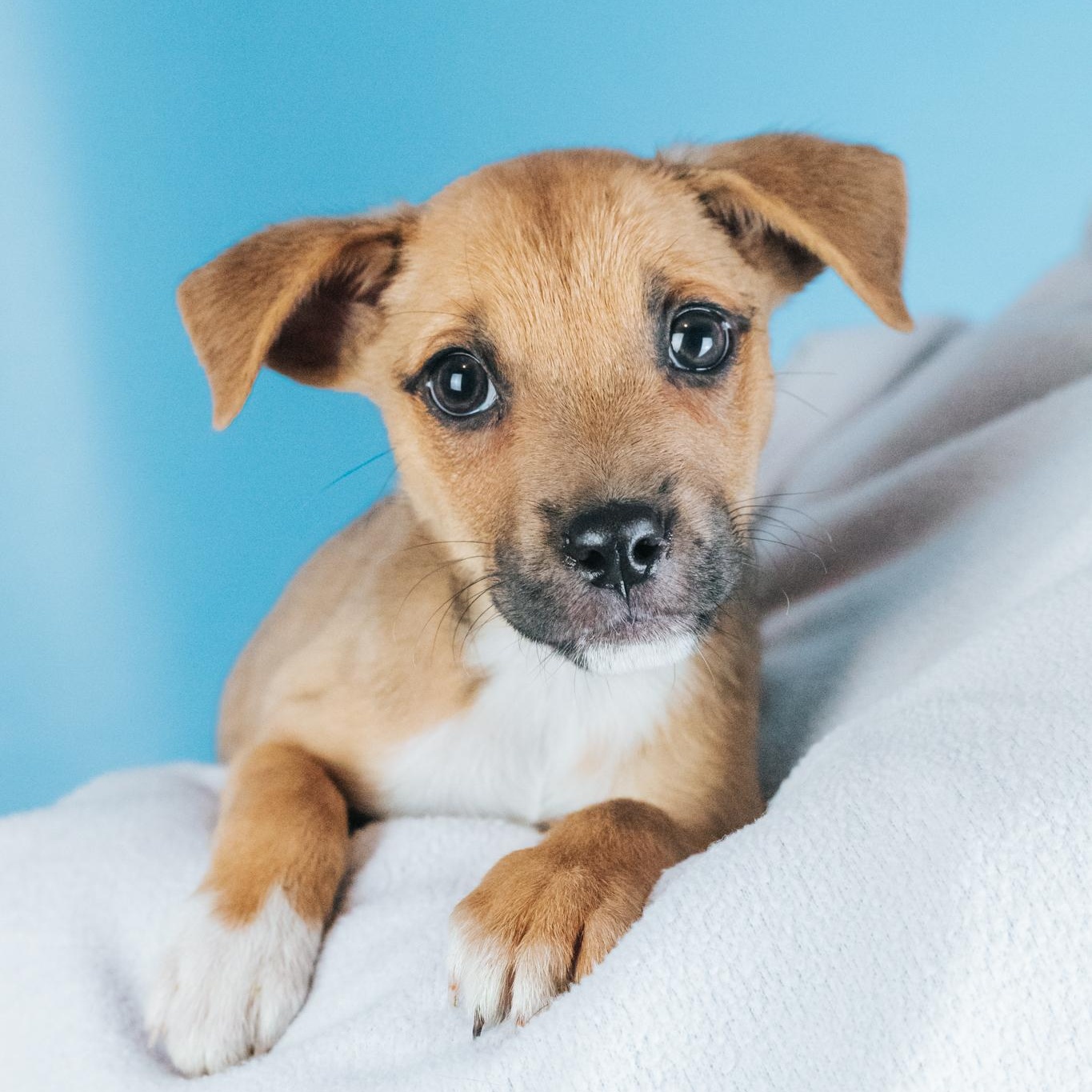 Pebbles, Adopted, Puppy Female Retriever & Mixed Breed.