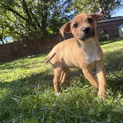 Enlarge Pebbles, a Adopted mixed breed in Minneapolis, MN image 2/4