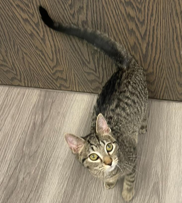 Enlarge Spruce, a ADOPTABLE mixed breed in Racine, WI image 5/5