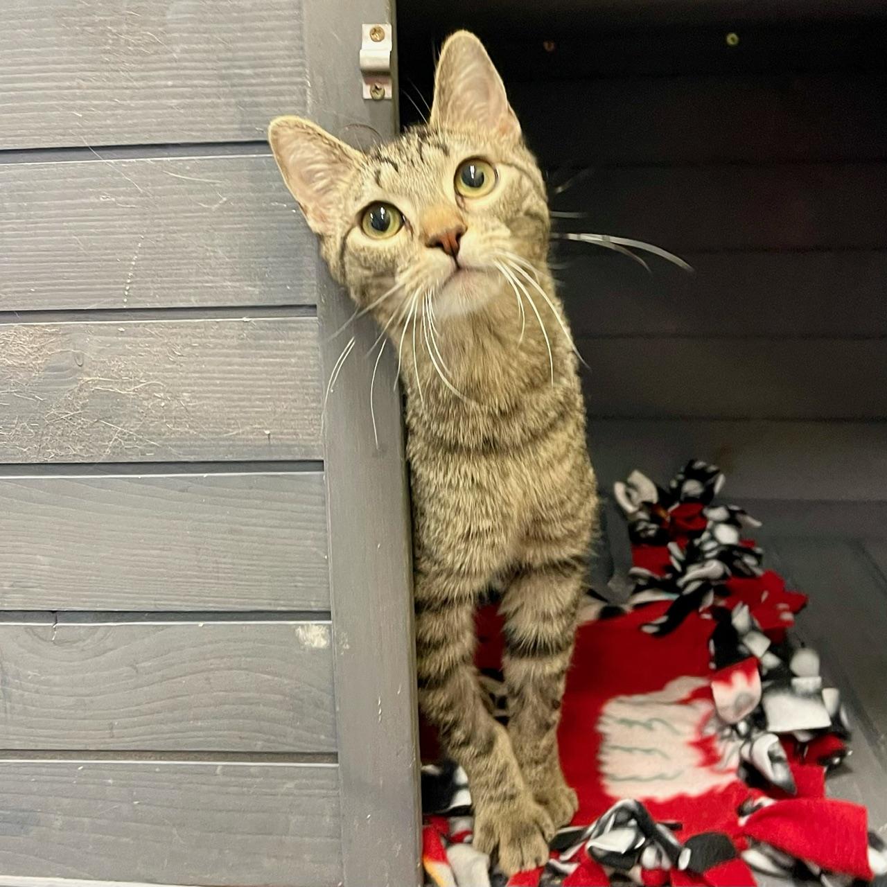 Enlarge Spruce, a ADOPTABLE mixed breed in Racine, WI image 4/5