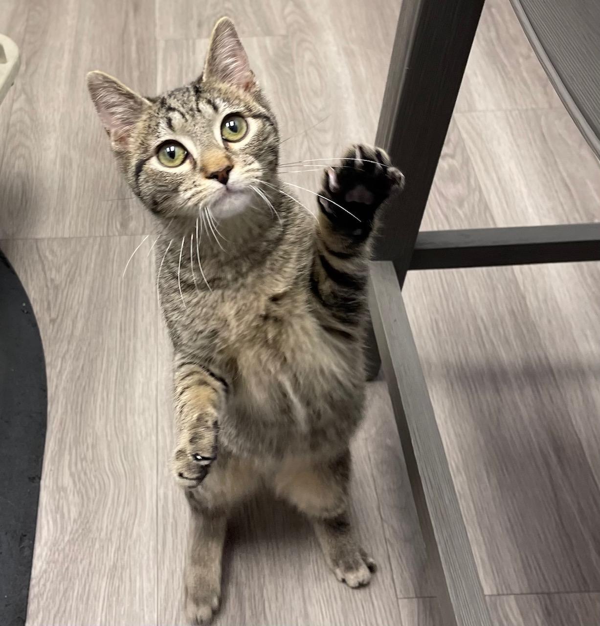 Spruce, ADOPTABLE, Kitten Female Domestic Short Hair & Tabby.