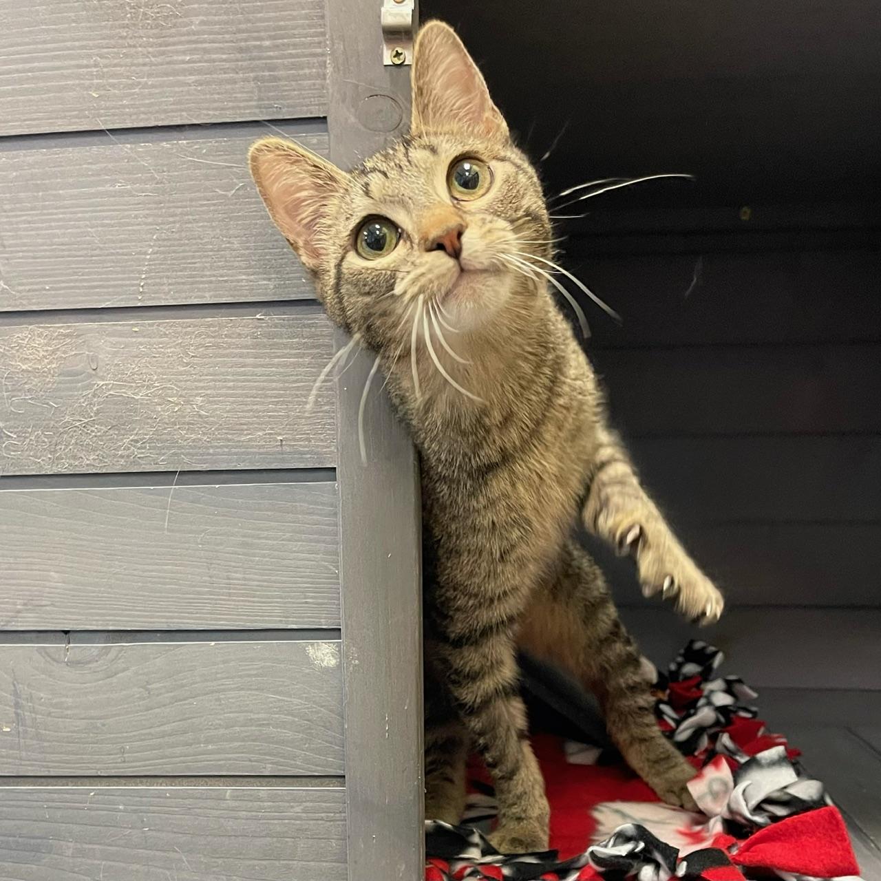 Enlarge Spruce, a ADOPTABLE mixed breed in Racine, WI image 2/5