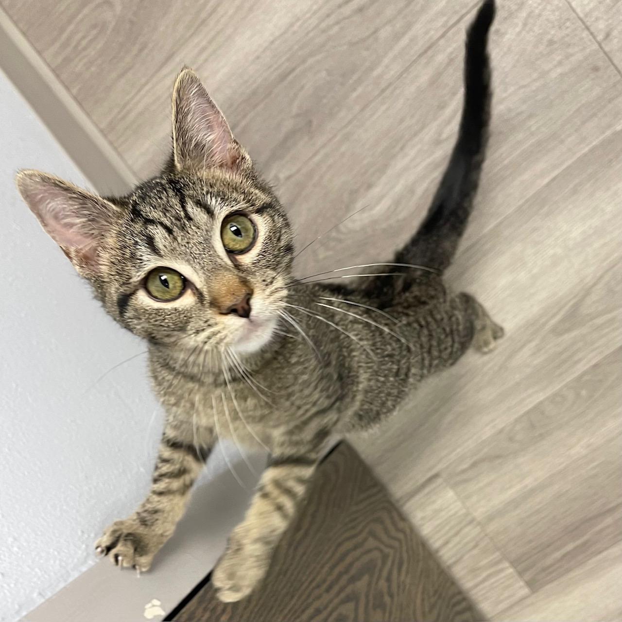 Enlarge Spruce, a ADOPTABLE mixed breed in Racine, WI image 3/5