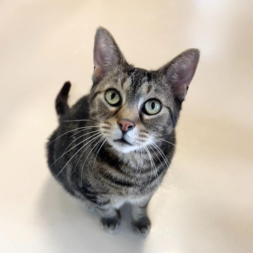 Max, Adoptable, Adult Male Domestic Short Hair.