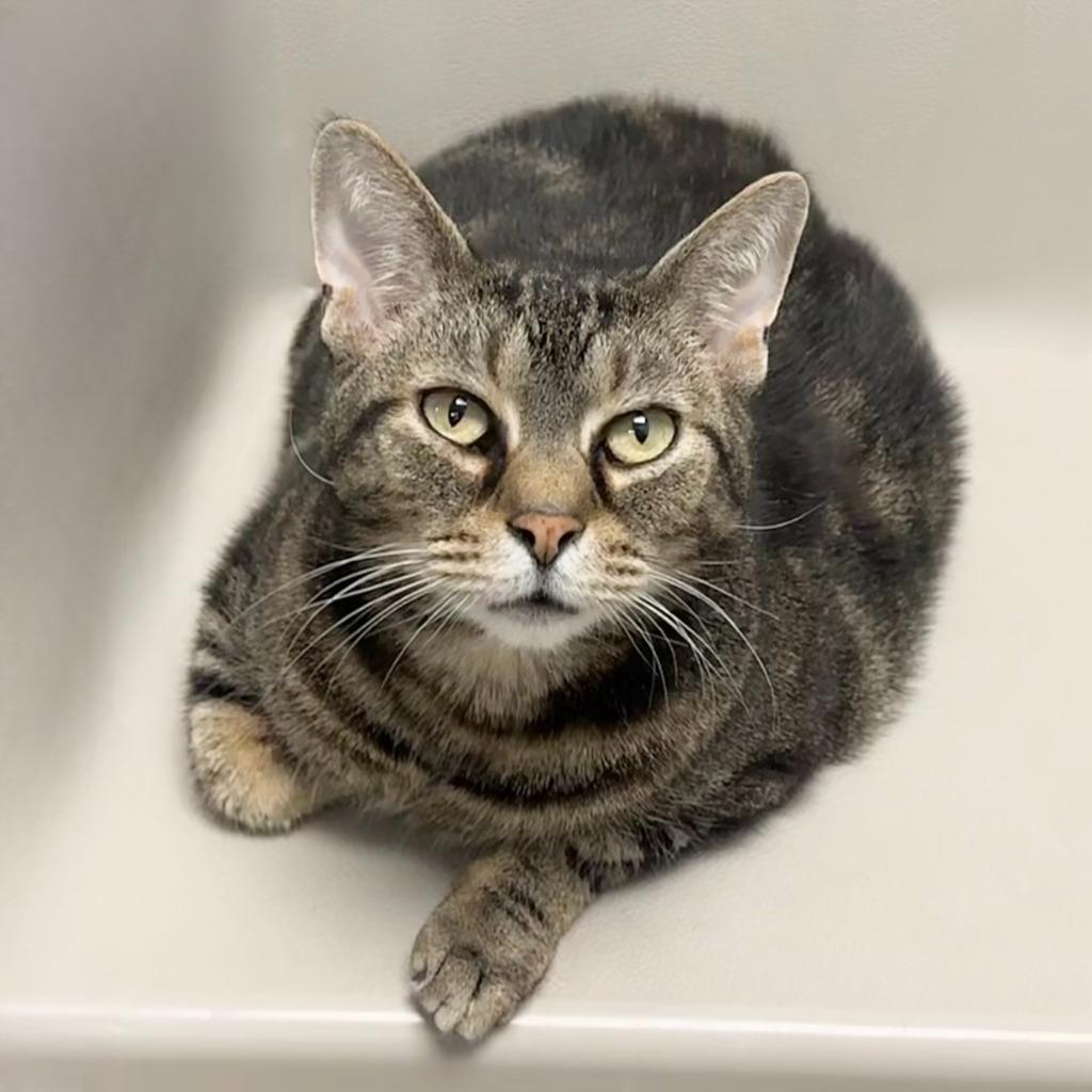 Max, Adoptable, Adult Male Domestic Short Hair.