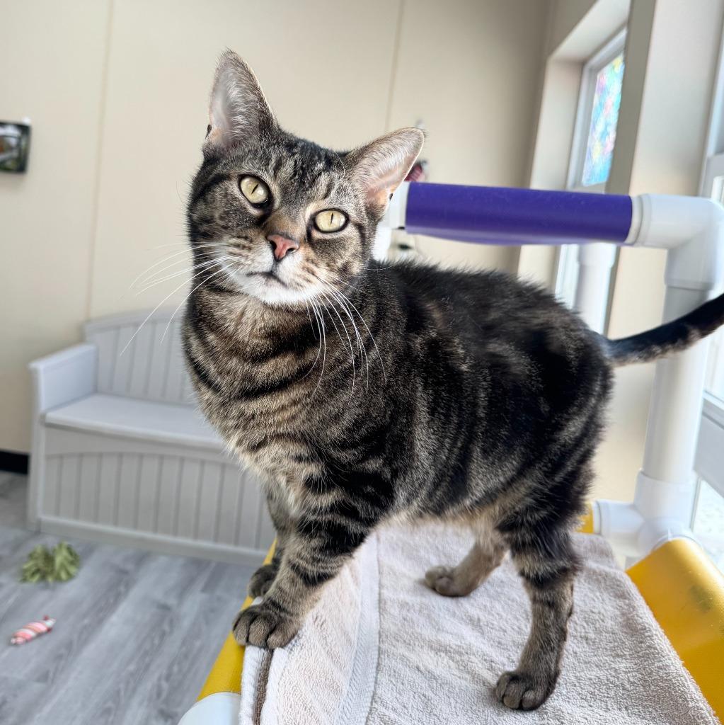 Enlarge Max, a Adoptable Domestic Short Hair in State College, PA image 4/6