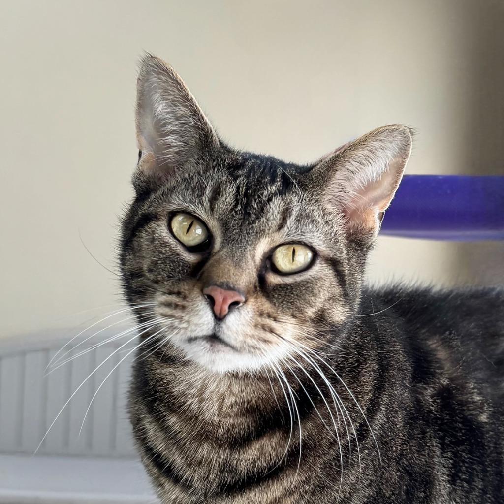 Enlarge Max, a Adoptable Domestic Short Hair in State College, PA image 5/6