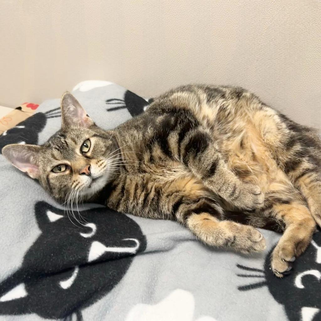 Enlarge Max, a Adoptable Domestic Short Hair in State College, PA image 6/6