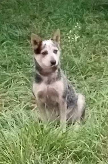 Roo, an adoptable Cattle Dog in Oldtown, MD_image-1