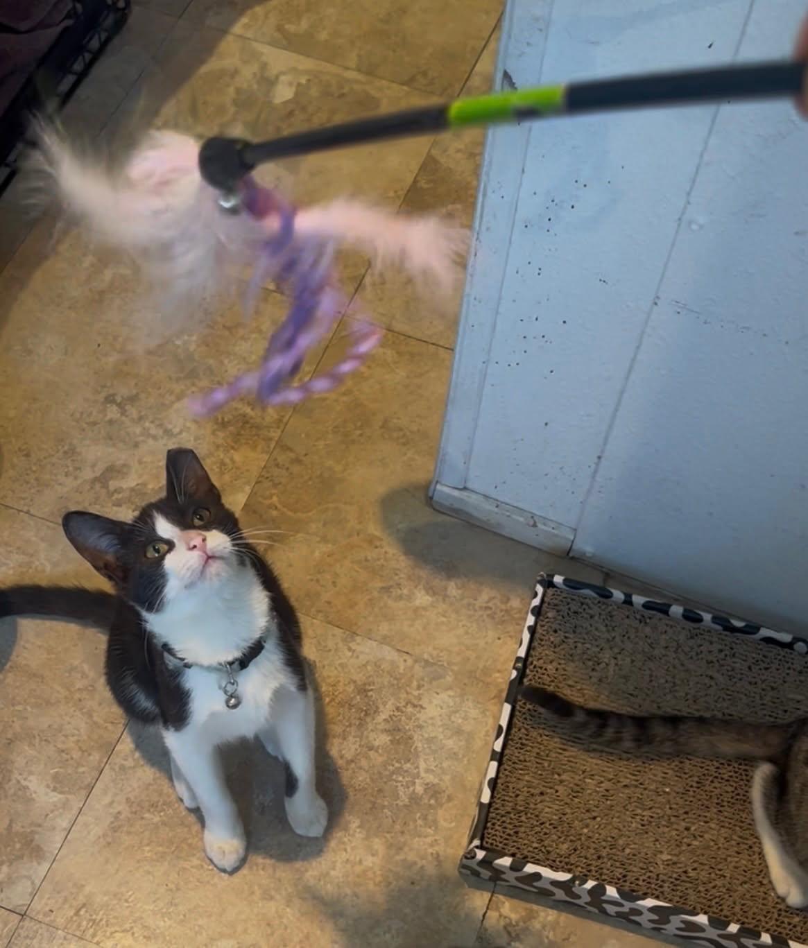 Enlarge Tuxie, a Adopted mixed breed in Parker, TX image 2/2