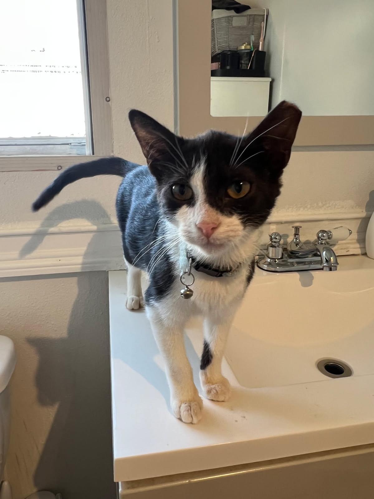 Tuxie, Adopted, Kitten Female Tuxedo & Domestic Short Hair.