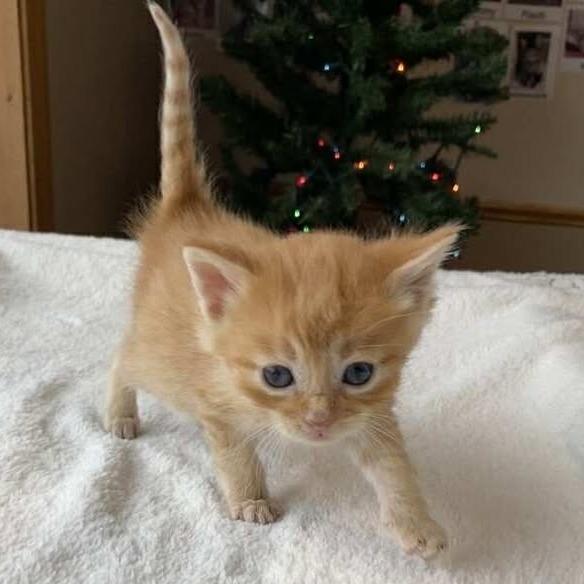 Enlarge Cheese, a Adoptable Domestic Short Hair in Elbow Lake, MN image 1/1